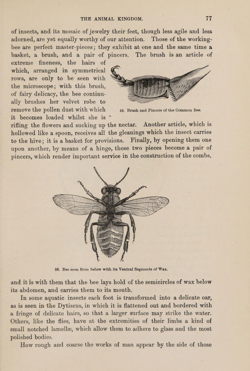 of insects, and its mosaic of jewelry their feet, though less agile and less adorned, are yet equally worthy of our attention. Those of the working- bee are perfect master-pieces; they exhibit at one and the same time a basket, a brush, and a pair of pincers. The brush is an article of extreme fineness, the hairs of which, arranged in symmetrical rows, are only to be seen with the microscope; with this brush, of fairy delicacy, the bee continu¬ ally brushes her velvet robe to remove the pollen dust with which 49. Brush and Pincers of the Common Bee. it becomes loaded whilst she is rifling the flowers and sucking up the nectar. Another article, which is hollowed like a spoon, receives all the gleanings which the insect carries to the hive; it is a basket for provisions. Finally, by opening them one upon another, by means of a hinge, those two pieces become a pair of pincers, which render important service in the construction of the combs, 50. Bee seen from below with its Ventral Segments of Wax. and it is with them that the bee lays hold of the semicircles of wax below its abdomen, and carries them to its mouth. In some aquatic insects each foot is transformed into a delicate oar, as is seen in the Dytiscus, in which it is flattened out and bordered with a fringe of delicate hairs, so that a larger surface may strike the wrater. Others, like the flies, have at the extremities of their limbs a kind of small notched lamellae, wThich allow them to adhere to glass and the most polished bodies. How rough and coarse the works of man appear by the side of those