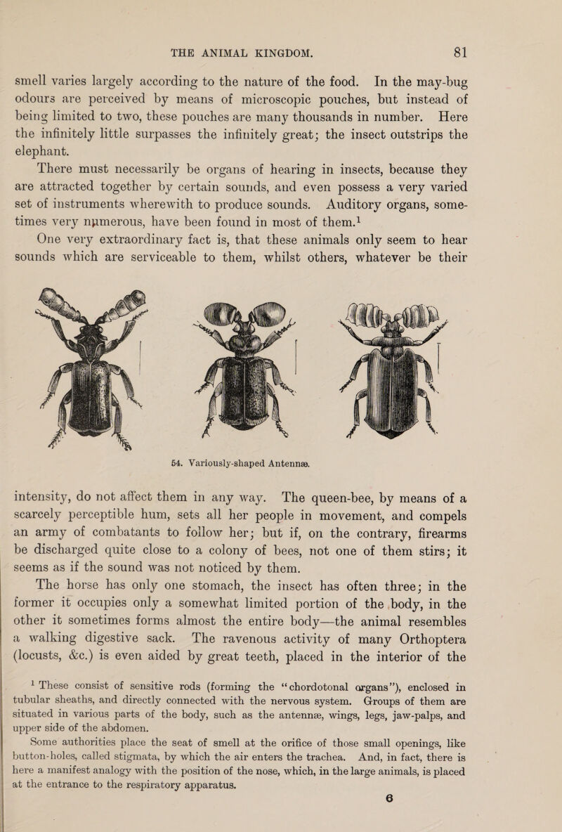 smell varies largely according to the nature of the food. In the may-bug odours are perceived by means of microscopic pouches, but instead of being limited to two, these pouches are many thousands in number. Here the infinitely little surpasses the infinitely great; the insect outstrips the elephant. There must necessarily be organs of hearing in insects, because they are attracted together by certain sounds, and even possess a very varied set of instruments wherewith to produce sounds. Auditory organs, some¬ times very numerous, have been found in most of them.1 One very extraordinary fact is, that these animals only seem to hear sounds which are serviceable to them, whilst others, whatever be their 54. Variously-shaped Antennae. intensity, do not affect them in any way. The queen-bee, by means of a scarcely perceptible hum, sets all her people in movement, and compels an army of combatants to follow her; but if, on the contrary, firearms be discharged quite close to a colony of bees, not one of them stirs; it seems as if the sound was not noticed by them. The horse has only one stomach, the insect has often three; in the former it occupies only a somewhat limited portion of the body, in the other it sometimes forms almost the entire body—the animal resembles a walking digestive sack. The ravenous activity of many Orthoptera (locusts, &c.) is even aided by great teeth, placed in the interior of the 1 These consist of sensitive rods (forming the “chordotonal organs”), enclosed in tubular sheaths, and directly connected with the nervous system. G-roups of them are situated in various parts of the body, such as the antennae, wings, legs, jaw-palps, and upper side of the abdomen. Some authorities place the seat of smell at the orifice of those small openings, like button-holes, called stigmata, by which the air enters the trachea. And, in fact, there is here a manifest analogy with the position of the nose, which, in the large animals, is placed at the entrance to the respiratory apparatus. 6