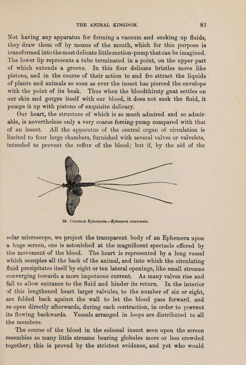 Not having any apparatus for forming a vacuum and sucking up fluids, they draw them off by means of the mouth, which for this purpose is transformed into the most delicate little suction-pump that can be imagined. The lower lip represents a tube terminated in a point, on the upper part of which extends a groove. In this four delicate bristles move like pistons, and in the course of their action to and fro attract the liquids of plants and animals so soon as ever the insect has pierced the envelope with the point of its beak. Thus when the bloodthirsty gnat settles on our skin and gorges itself with our blood, it does not suck the fluid, it pumps it up with pistons of exquisite delicacy. Our heart, the structure of which is so much admired and so admir¬ able, is nevertheless only a very coarse forcing-pump compared with that of an insect. All the apparatus of the central organ of circulation is limited to four large chambers, furnished with several valves or valvelets, intended to prevent the reflux of the blood; but if, by the aid of the 56. Common Ephemera—Ephemera communis. solar microscope, we project the transparent body of an Ephemera upon a huge screen, one is astonished at the magnificent spectacle offered by the movement of the blood. The heart is represented by a long vessel which occupies all the back of the animal, and into which the circulating fluid precipitates itself by eight or ten lateral openings, like small streams converging towards a more impetuous current. As many valves rise and fall to allow entrance to the fluid and hinder its return. In the interior of this lengthened heart larger valvules, to the number of six or eight, are folded back against the wall to let the blood pass forward, and re-open directly afterwards, during each contraction, in order to prevent its flowing backwards. Vessels arranged in loops are distributed to all the members. The course of the blood in the colossal insect seen upon the screen resembles so many little streams bearing globules more or less crowded together; this is proved by the strictest evidence, and yet who would