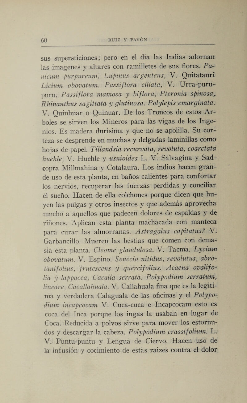 sus supersticiones; pero en el día las Indias adornan las imágenes y altares con ramilletes de sus flores. Pa- nicum purpureum, Lupinas argénteas, V. Quitataurí Licium obovatum. Passiflora ciliata, V. Urra-puru- puru, Passiflora mamosa y biflora, Pteronia spinosa,. Rhinanthus sagittata y glutinosa. Polylepis emarginata.. V. Quinhuar o Quinuar. De los Troncos de estos Ar¬ boles se sirven los Mineros para las vigas de los Inge¬ nios. Es madera durísima y que no se apolilla. Su cor¬ teza se desprende en muchas y delgadas laminillas como hojas de papel. Tillandsia recurvata, revoluta, coarctata huehle, V. Huehle y usnioides L. V. Salvagina y Sad- copra Millmahina y Cotalaura. Los indios hacen gran¬ de uso de esta planta, en baños calientes para confortar los nervios, recuperar las fuerzas perdidas y conciliar el sueño. Hacen de ella colchones porque dicen que hu¬ yen las pulgas y otros insectos y que además aprovecha mucho a aquellos que padecen dolores de espaldas y de riñones. Aplican esta planta machacada con manteca para curar las almorranas. Astragalus capitatusf -V. Garbancillo. Mueren las bestias que comen con dema- sia esta planta. Cleome glandulosa. V. Tacma. Lycium obovatum. V. Espino. Senecio nitidus, revolutas, abro- tanifolius, frutes cens y quera folias. Acaena ovalifo- lia v lappacea, Cacalia serrata. Polypodium serratum, lineare, Cacallahuala. V. Callahuala fina que es la legíti¬ ma y verdadera Calaguala de las oficinas y el Polypo¬ dium incapcocam V. Cuca-cuca e Incapcocam esto es coca del Inca porque los ingas la usaban en lugar de Coca. Reducida a polvos sirve para mover los estornu¬ dos y descargar la cabeza. Polypodium- crassif ohum. L. V. Puntu-puntu y Lengua de Ciervo. Hacen uso de la infusión y cocimiento de estas raizes contra el dolor