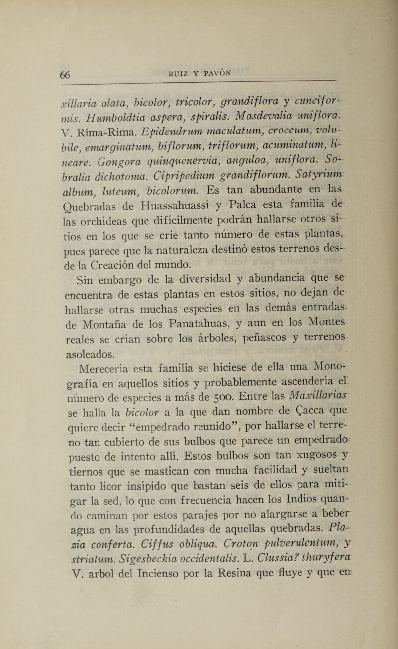 xiliaría alata, bicolor, tricolor, grandiflora y cuneifor- mis. Humboldtia aspera, spiralis. Masdevalia uniflora. V. Rima-Rima. Epidendrum maculatum, croceum, voln- bile, emarginatum, biflorum, triflorum, acuminatum, li¬ neare. Gongora quinquenervia, ángulo a, uniflora. So- bralia dichotoma. Cipripedium grandiflorum. Satyrium álbum, luteum, bicolorum. Es tan abundante en las Quebradas de Huassahuassi y Palca esta familia de las orchídeas que difícilmente podrán hallarse otros si¬ tios en los que se crie tanto número de estas plantas, pues parece que la naturaleza destinó estos terrenos des¬ de ía Creación del mundo. Sin embargo de la diversidad y abundancia que se encuentra de estas plantas en estos sitios, no dejan de hallarse otras muchas especies en las demás entradas, de Montaña de los Panatahuas, y aun en los Montes reales se crían sobre los árboles, peñascos y terrenos asoleados. Merecería esta familia se hiciese de ella una Mono¬ grafía en aquellos sitios y probablemente ascendería el número de especies a más de 500* Entre las Maxillanas se halla la bicolor a la que dan nombre de Cacea que quiere decir uempedrado reunido”, por hallarse el terre¬ no tan cubierto de sus bulbos que parece un empedrado puesto de intento allí. Estos bulbos son tan xugosos y tiernos que se mastican con mucha facilidad y sueltan tanto licor insípido que bastan seis de ellos para miti¬ gar la sed, lo que con frecuencia hacen los Indios quan- do caminan por estos parajes por no alargarse a beber agua en las profundidades de aquellas quebradas. Pla¬ gia confería. Ciffus obliqua. Croton pulverulentum, y striatum. Sigesbeckia occidentalis. L. Clussiaf thuryfera V. árbol del Incienso por la Resina que fluye y que en