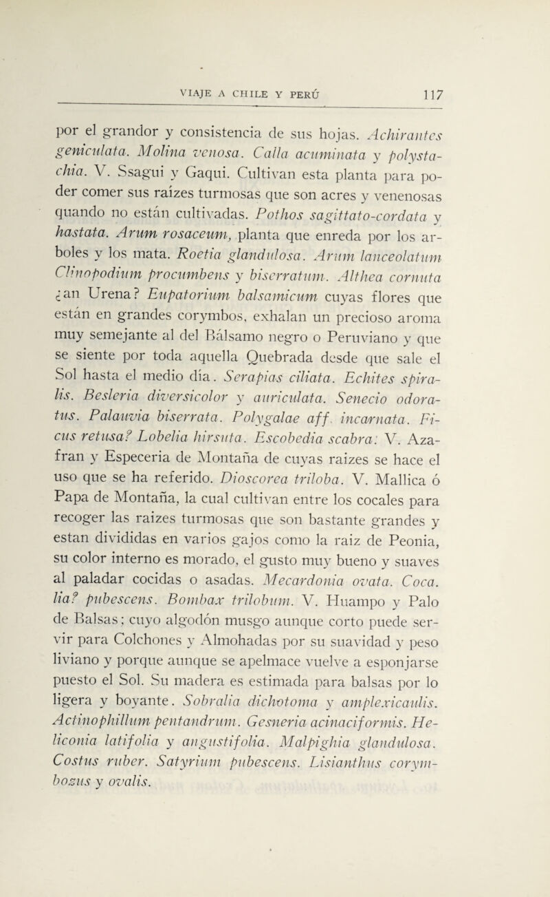 por el grandor y consistencia de sus hojas. Achirantes gemculata. AIolma venosa. Calla acuminata y polysta- chia. V. S sagú i y Gaqui. Cultivan esta planta para po¬ der comer sus raízes turmosas que son acres y venenosas quando no están cultivadas. Potitos sagittato-cordata v hastata. Arum rosaceum, planta que enreda por los ar¬ boles y los mata. Roetia glandalosa. Arum lanceolatum Clinopodium procumbens y biserratum. Althea cornuta ¿an Urena? Eupatorium balsamicum cuyas flores que están en grandes corymbos, exhalan un precioso aroma muy semejante al del Bálsamo negro o Peruviano y que se siente por toda aquella Quebrada desde que sale el Sol hasta el medio día. Sera pías ciliata. Echites s pira- lis. Beslena diversicolor y auriculata. Senecio odora- tus. Pdlauvia biserrata. Polygalae aff, incar nata. Fi- cus retusa? Lobelia hirsuta. Escobedia scabra: V. Aza¬ frán y Especería de Montaña de cuyas raizes se hace el uso que se ha referido. Dioscorea triloba. V. Mallica ó Papa de Montaña, la cual cultivan entre los cocales para recoger las raizes turmosas que son bastante grandes y están divididas en varios gajos como la raiz de Peonía, su color interno es morado, el gusto muy bueno y suaves al paladar cocidas o asadas. Mecardonia ovata. Coca, ha? pubescens. Bombax trilobum. V. Huampo y Palo de Balsas; cuyo algodón musgo aunque corto puede ser¬ vir para Colchones y Almohadas por su suavidad y peso liviano y porque aunque se apelmace vuelve a esponjarse puesto el Sol. Su madera es estimada para balsas por lo ligera y boyante. Sobraba dichvtoma y ampiexicatáis. Actinophilhim pentandrum. Gesneria acinaciformis. He- liconia latí folia y angustí folia. Malpighia glandulosa. Costas ruber. Satyrium pubescens. Lisianthus corim¬ bosas y ovalis.
