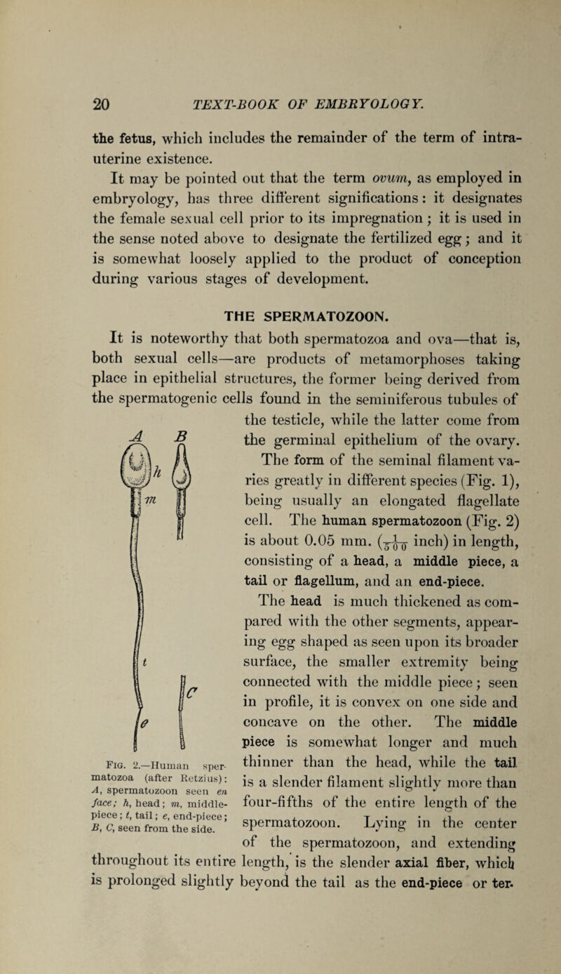 the fetus, which includes the remainder of the term of intra¬ uterine existence. It may be pointed out that the term ovumy as employed in embryology, has three different significations: it designates the female sexual cell prior to its impregnation; it is used in the sense noted above to designate the fertilized egg; and it is somewhat loosely applied to the product of conception during various stages of development. THE SPERMATOZOON. It is noteworthy that both spermatozoa and ova—that is, both sexual cells—are products of metamorphoses taking place in epithelial structures, the former being derived from the spermatogenic cells found in the seminiferous tubules of the testicle, while the latter come from the germinal epithelium of the ovary. The form of the seminal filament va¬ ries greatly in different species (Fig. 1), being usually an elongated flagellate cell. The human spermatozoon (Fig. 2) is about 0.05 mm. (j-J-q inch) in length, consisting of a head, a middle piece, a tail or flagellum, and an end-piece. The head is much thickened as com¬ pared with the other segments, appear¬ ing egg shaped as seen upon its broader surface, the smaller extremity being connected with the middle piece; seen in profile, it is convex on one side and concave on the other. The middle piece is somewhat longer and much thinner than the head, while the tail is a slender filament slightly more than four-fifths of the entire length of the spermatozoon. Lying in the center of the spermatozoon, and extending throughout its entire length, is the slender axial fiber, which is prolonged slightly beyond the tail as the end-piece or ter. sper- \<? Fig. 2.—Human matozoa (after Retzi us): A, spermatozoon seen en face; h, head; m, middle- piece ; t, tail; e, end-piece; B, C, seen from the side.