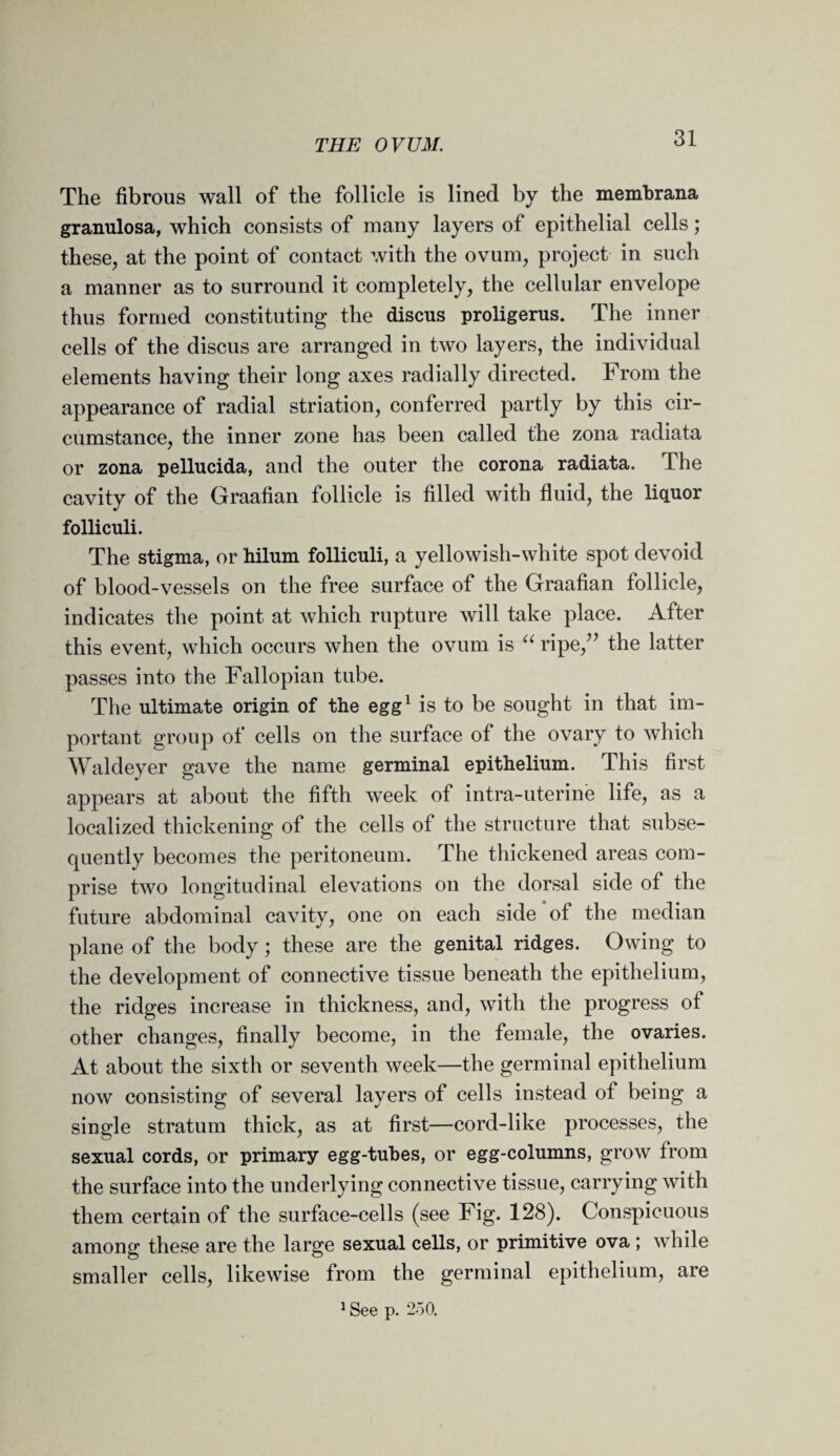 The fibrous wall of the follicle is lined by the membrana granulosa, which consists of many layers of epithelial cells; these, at the point of contact with the ovum, project in such a manner as to surround it completely, the cellular envelope thus formed constituting the discus proligerus. The inner cells of the discus are arranged in two layers, the individual elements having their long axes radially directed. From the appearance of radial striation, conferred partly by this cir¬ cumstance, the inner zone has been called the zona radiata or zona pellucida, and the outer the corona radiata. The cavity of the Graafian follicle is filled with fluid, the liquor folliculi. The stigma, or hilum folliculi, a yellowish-white spot devoid of blood-vessels on the free surface of the Graafian follicle, indicates the point at which rupture will take place. After this event, which occurs when the ovum is “ ripe,” the latter passes into the Fallopian tube. The ultimate origin of the egg1 is to be sought in that im¬ portant group of cells on the surface of the ovary to which Waldeyer gave the name germinal epithelium. This first appears at about the fifth week of intra-uterine life, as a localized thickening of the cells of the structure that subse¬ quently becomes the peritoneum. The thickened areas com¬ prise two longitudinal elevations on the dorsal side of the future abdominal cavity, one on each side of the median plane of the body; these are the genital ridges. Owing to the development of connective tissue beneath the epithelium, the ridges increase in thickness, and, with the progress ot other changes, finally become, in the female, the ovaries. At about the sixth or seventh week—the germinal epithelium now consisting of several layers of cells instead of being a single stratum thick, as at first—cord-like processes, the sexual cords, or primary egg-tubes, or egg-columns, grow trom the surface into the underlying connective tissue, carrying with them certain of the surface-cells (see Fig. 128). Conspicuous among these are the large sexual cells, or primitive ova ; while smaller cells, likewise from the germinal epithelium, are 1 See p. 250.