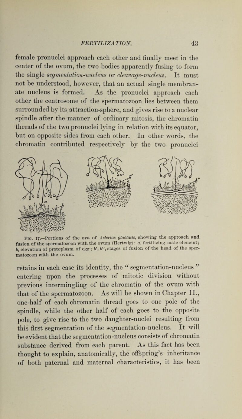 female pronuclei approach each other and finally meet in the center of the ovum, the two bodies apparently fusing to form the single segmentation-nucleus or cleavage-nucleus. It must not be understood, however, that an actual single membran- ate nucleus is formed. As the pronuclei approach each other the centrosome of the spermatozoon lies between them surrounded by its attraction-sphere, and gives rise to a nuclear spindle after the manner of ordinary mitosis, the chromatin threads of the two pronuclei lying in relation with its equator, but on opposite sides from each other. In other words, the chromatin contributed respectively by the two pronuclei Fig. 17.—Portions of the ova of Asterias glacialis, showing the approach and fusion of the spermatozoon with the ovum (Hertwig): a, fertilizing male element; b, elevation of protoplasm of egg; b', b, stages of fusion of the head of the sper¬ matozoon with the ovum. retains in each case its identity, the “ segmentation-nucleus ” entering upon the processes of mitotic division without previous intermingling of the chromatin of the ovum with that of the spermatozoon. As will be shown in Chapter II., one-half of each chromatin thread goes to one pole of the spindle, while the other half of each goes to the opposite pole, to give rise to the two daughter-nuclei resulting from this first segmentation of the segmentation-nucleus. It will be evident that the segmentation-nucleus consists of chromatin substance derived from each parent. As this fact has been thought to explain, anatomically, the offspring’s inheritance of both paternal and maternal characteristics, it has been