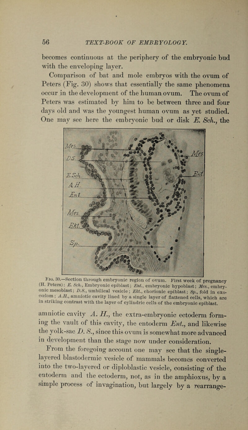 becomes continuous at the periphery of the embryonic bud with the enveloping layer. Comparison of bat and mole embryos with the ovum of Peters (Fig. 30) shows that essentially the same phenomena occur in the development of the human ovum. The ovum of Peters was estimated by him to be between three and four days old and was the youngest human ovum as yet studied. One may see here the embrvonic bud or disk E. Schthe Fig. 30.—Section through embryonic region of ovum. First week of pregnancy (H. Peters): E. Sch., Embryonic epiblast; Ent., embryonic hypoblast; Mes., embry¬ onic mesoblast; D.S., umbilical vesicle; Ekt., chorionic epiblast; Sp., fold in exo¬ coelom ; A.H., amniotic cavity lined by a single layer of flattened cells, which are in striking contrast with the layer of cylindric cells of the embryonic epiblast. amniotic cavity A. H., the extra-embryonic ectoderm form¬ ing the vault of this cavity, the entoderm Ent., and likewise the yolk-sac E. S., since this ovum is somewhat more advanced in development than the stage now under consideration. From the foregoing account one may see that the single- layered blastodermic vesicle of mammals becomes converted into the two-layered or diploblastic vesicle, consisting of the entoderm and the ectoderm, not, as in the amphioxus, by a simple process of invagination, but largely by a rearrange-