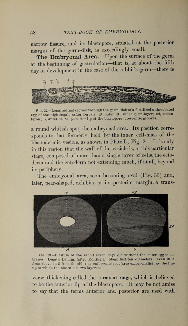 narrow fissure, and its blastopore, situated at the posterior margin of the germ-disk, is exceedingly small. The Embryonal Area.—Upon the surface of the germ at the beginning of gastrulation—that is, at about the fifth day of development in the case of the rabbit's germ—there is Fig. 32—Longitudinal section through the germ-disk of a fertilized unincubated egg of the nightingale (after Duval): ak, outer, ik, inner germ-layer; ud, coelen- teron; vl, anterior, hi, posterior lip of the blastopore (crescentic groove). a round whitish spot, the embryonal area. Its position corre¬ sponds to that formerly held by the inner cell-mass of the blastodermic vesicle, as shown in Plate I., Fig. 2. It is only in this region that the wall of the vesicle is, at this particular stage, composed of more than a single layer of cells, the ecto¬ derm and the entoderm not extending much, if at all, beyond its periphery. The embryonal area, soon becoming oval (Fig. 33) and, later, pear-shaped, exhibits, at its posterior margin, a trans- ge Fig. 33.—Blastula of the rabbit seven days old without the outer egg-mem¬ branes. Length 4.4 mm. (after Kolliker). Magnified ten diameters. Seen in A from above, in B from the side: ag, embryonic spot (area embryonalis); ge, the line up to which the blastula is two-layered. verse thickening called the terminal ridge, which is believed to be the anterior lip of the blastopore. It may be not amiss to say that the terms anterior and posterior are used with