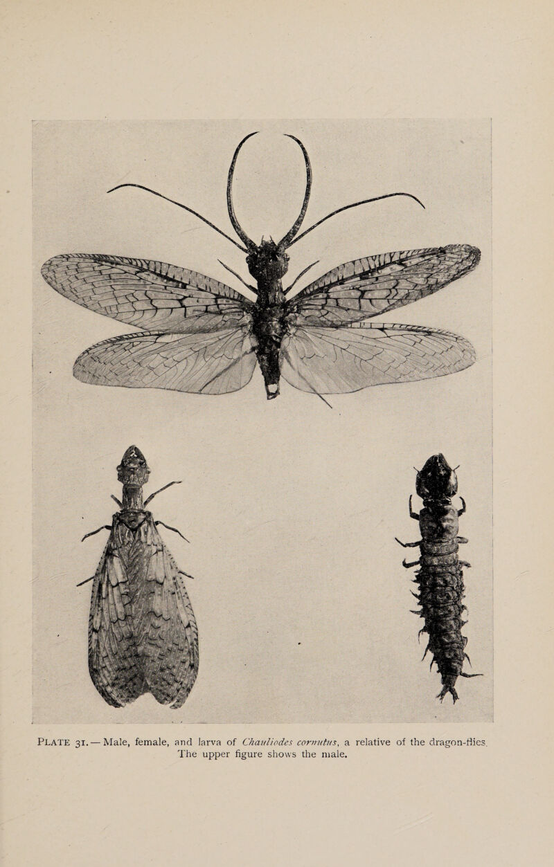 Plate 31. — Male, female, and larva of Chauliodes cornutus, a relative of the dragon-flies. The upper figure shows the male.