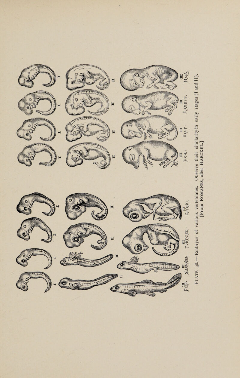 [From Romanes, after Haeckel.]