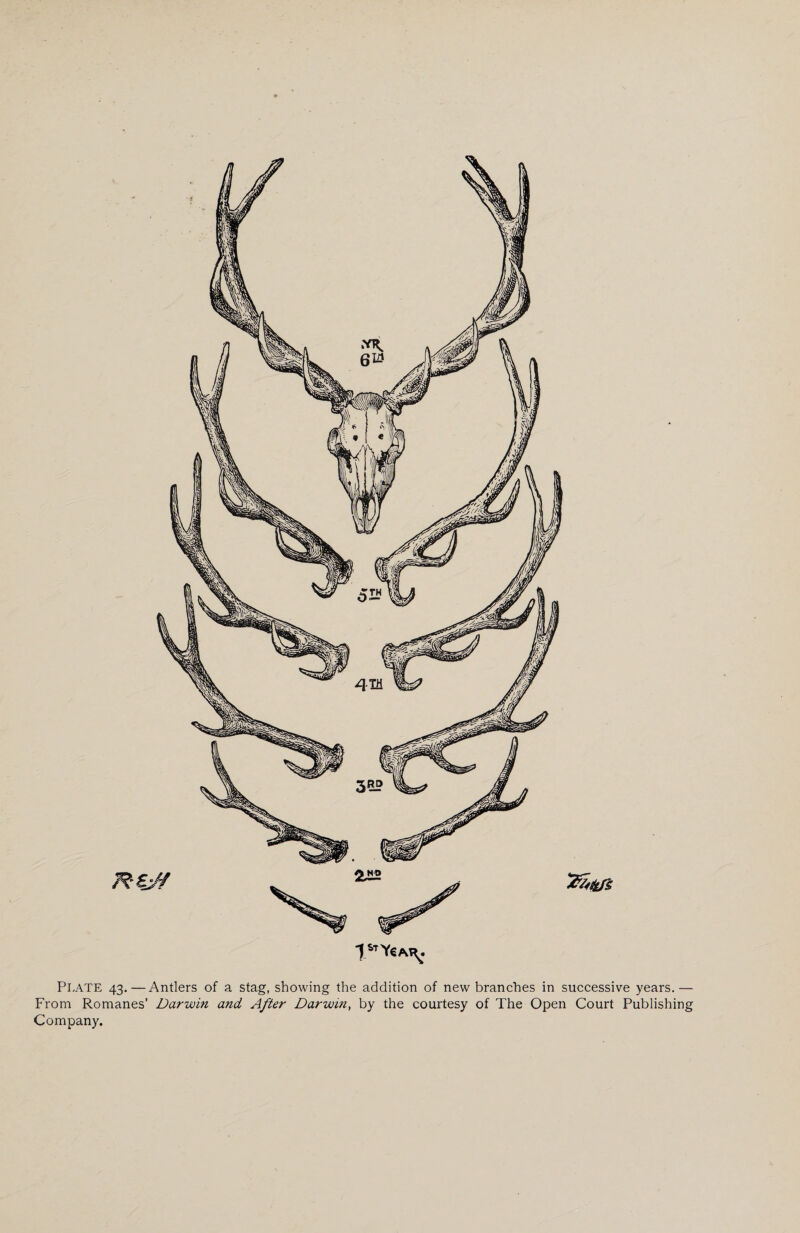 1StY€A^. Plate 43.— Antlers of a stag, showing the addition of new branches in successive years.— From Romanes’ Darwin and After Darwin, by the courtesy of The Open Court Publishing Company.