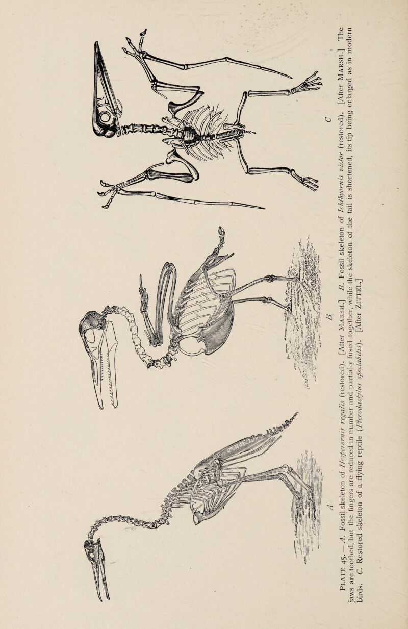 Plate 45. — ^. Fossil skeleton of Hesperornis regalis (restored). [After Marsh.] B. Fossil skeleton of Ichthyornis victor (restored). [After Marsh.] The jaws are toothed, but the fingers are reduced in number and partially fused together, while the skeleton of the tail is shortened, its tip being enlarged as in modern birds. C. Restored skeleton of a flying reptile (Pterodactylus spectabilis). [After ZiTTEL.]