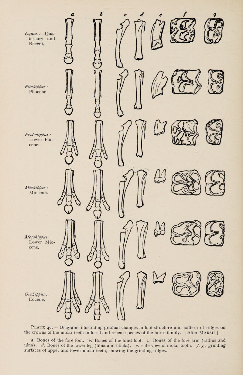 Protohippus : Lower Plio¬ cene. Mesohippus: Lower Mio¬ cene. Orohippus : Eocene. Plate 47. — Diagrams illustrating gradual changes in foot structure and pattern of ridges on the crowns of the molar teeth in fossil and recent species of the horse family. [After Marsh.] a. Bones of the fore foot, b: Bones of the hind foot. c. Bones of the fore arm (radius and ulna), d. Bones of the lower leg (tibia and fibula), e. side view of molar tooth, f, g. grinding surfaces of upper and lower molar teeth, showing the grinding ridges.