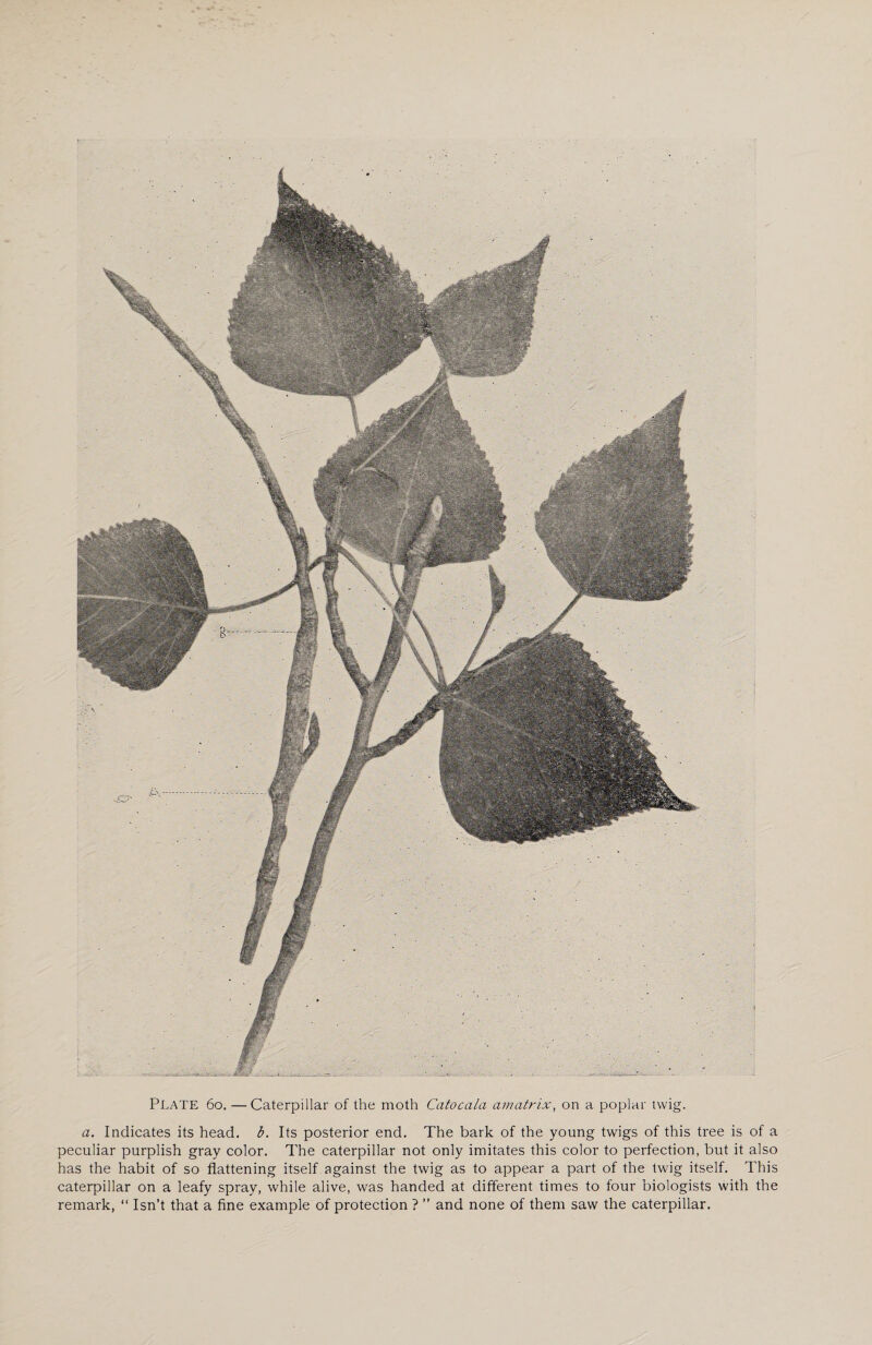 PLATE 6o.— Caterpillar of the moth Catocala amatrix, on a poplar twig. a. Indicates its head. b. Its posterior end. The bark of the young twigs of this tree is of a peculiar purplish gray color. The caterpillar not only imitates this color to perfection, but it also has the habit of so flattening itself against the twig as to appear a part of the twig itself. This caterpillar on a leafy spray, while alive, was handed at different times to four biologists with the remark, “ Isn’t that a fine example of protection ? ” and none of them saw the caterpillar.