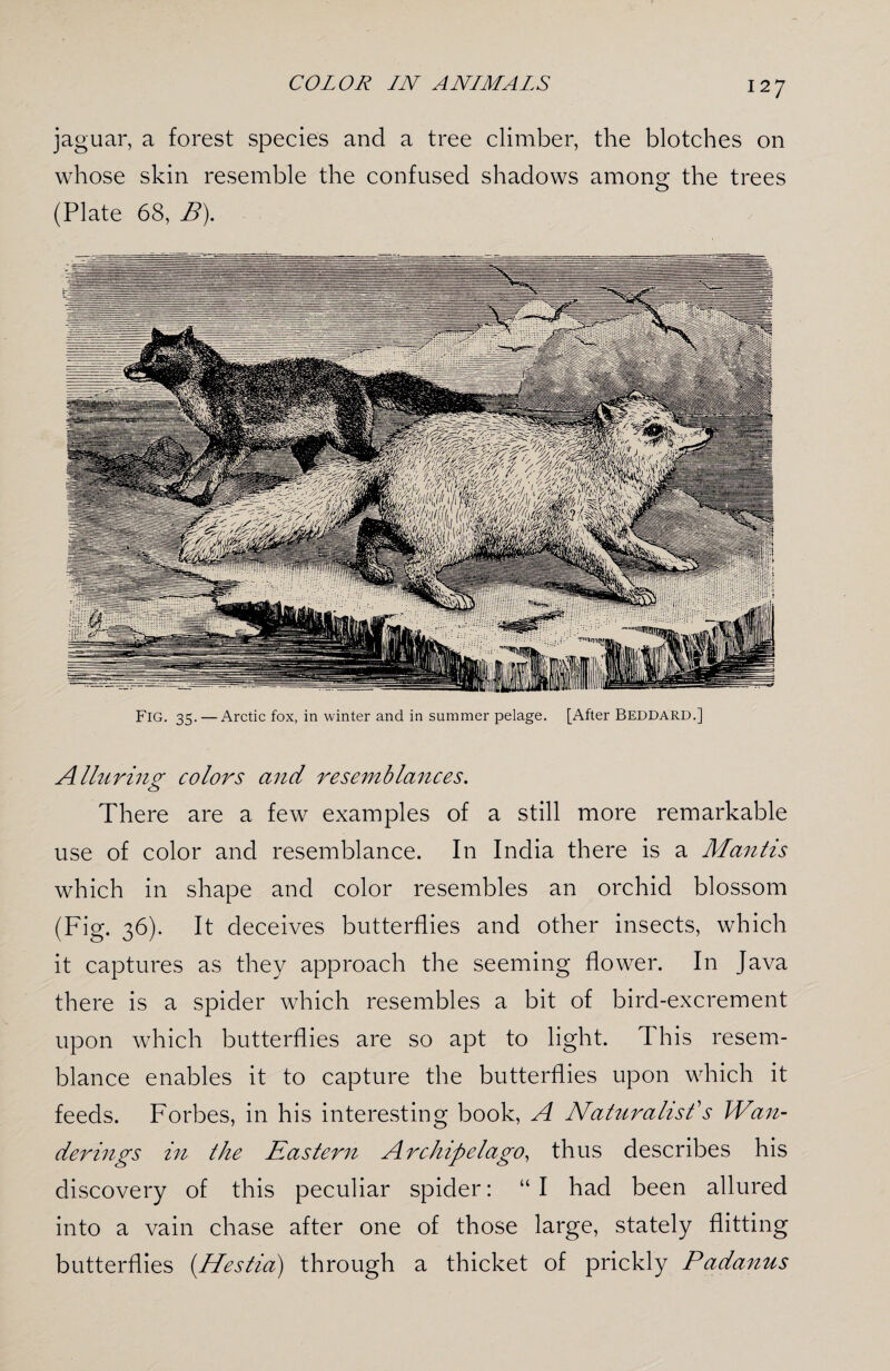 jaguar, a forest species and a tree climber, the blotches on whose skin resemble the confused shadows among the trees (Plate 68, B). FlG. 35. — Arctic fox, in winter and in summer pelage. [After Beddard.] Alluring colors and resemblances. There are a few examples of a still more remarkable use of color and resemblance. In India there is a Mantis which in shape and color resembles an orchid blossom (Fig. 36). It deceives butterflies and other insects, which it captures as they approach the seeming flower. In Java there is a spider which resembles a bit of bird-excrement upon which butterflies are so apt to light. This resem¬ blance enables it to capture the butterflies upon which it feeds. Forbes, in his interesting book, A Naturalist's Wan¬ derings in the Eastern Archipelago, thus describes his discovery of this peculiar spider: “ I had been allured into a vain chase after one of those large, stately flitting butterflies (Hestia) through a thicket of prickly Padanus