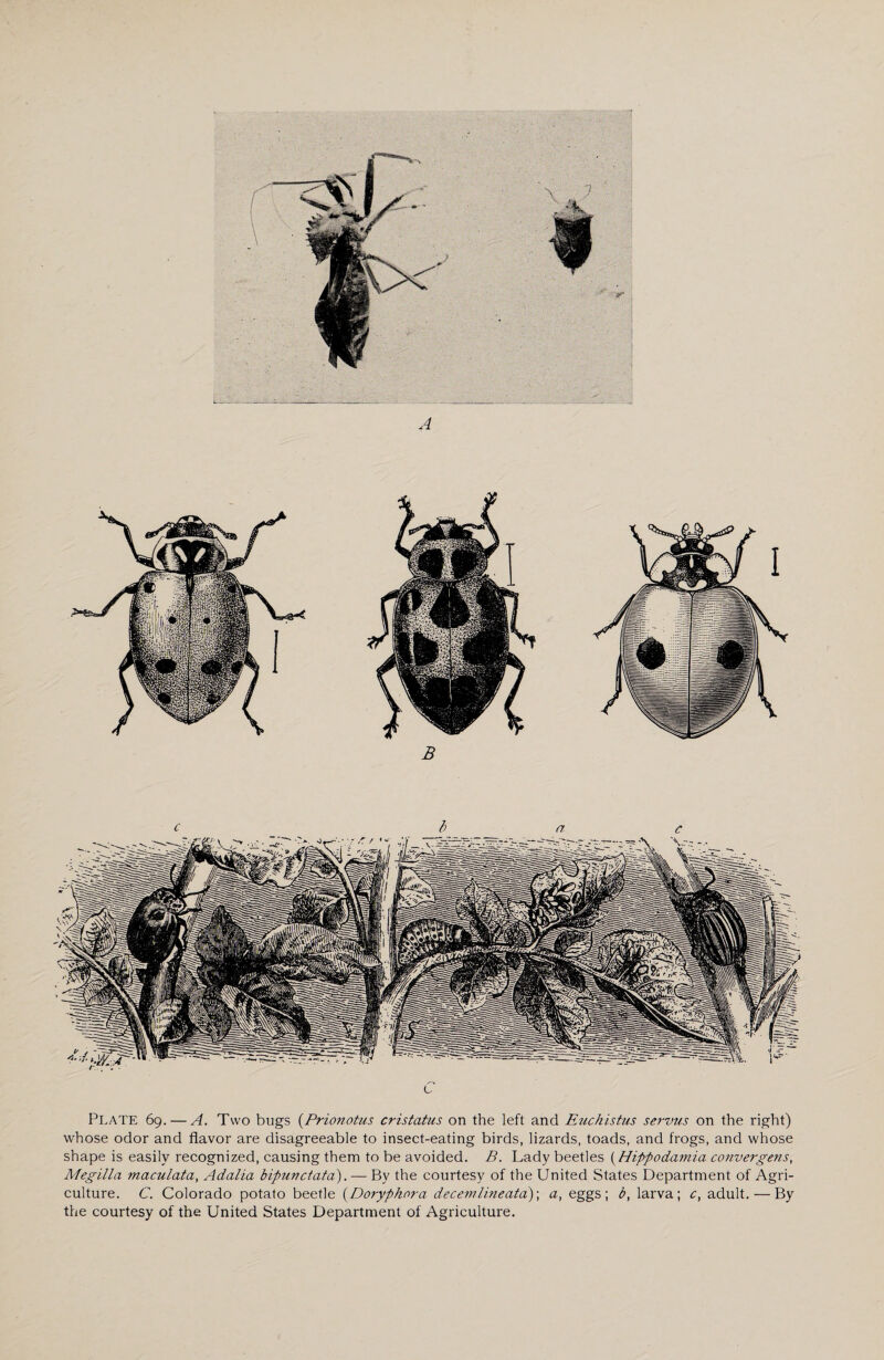 A PLATE 69.— A. Two bugs (Prionotus cristatus on the left and Euchistus servus on the right) whose odor and flavor are disagreeable to insect-eating birds, lizards, toads, and frogs, and whose shape is easily recognized, causing them to be avoided. B. Lady beetles (Hippodamia convergens, Megilla maculata, Adalia bipun data). — By the courtesy of the United States Department of Agri¬ culture. C. Colorado potato beetle (Doryphora decemlineatd)\ a, eggs; b, larva; c, adult. — By the courtesy of the United States Department of Agriculture.