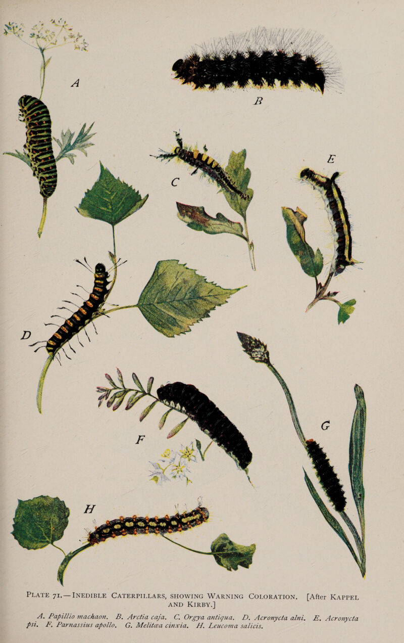 Plate 71. —Inedible Caterpillars, showing Warning Coloration. [After Kappel and Kirby.] A. Papillio machaon. B. Arctia caja, C. Orgy a antiqua. D. Acronycta alni. E. Acronycta psi. F. Parnassius apollo. G. Melitcea cinxia. H. Leucoma salicis.