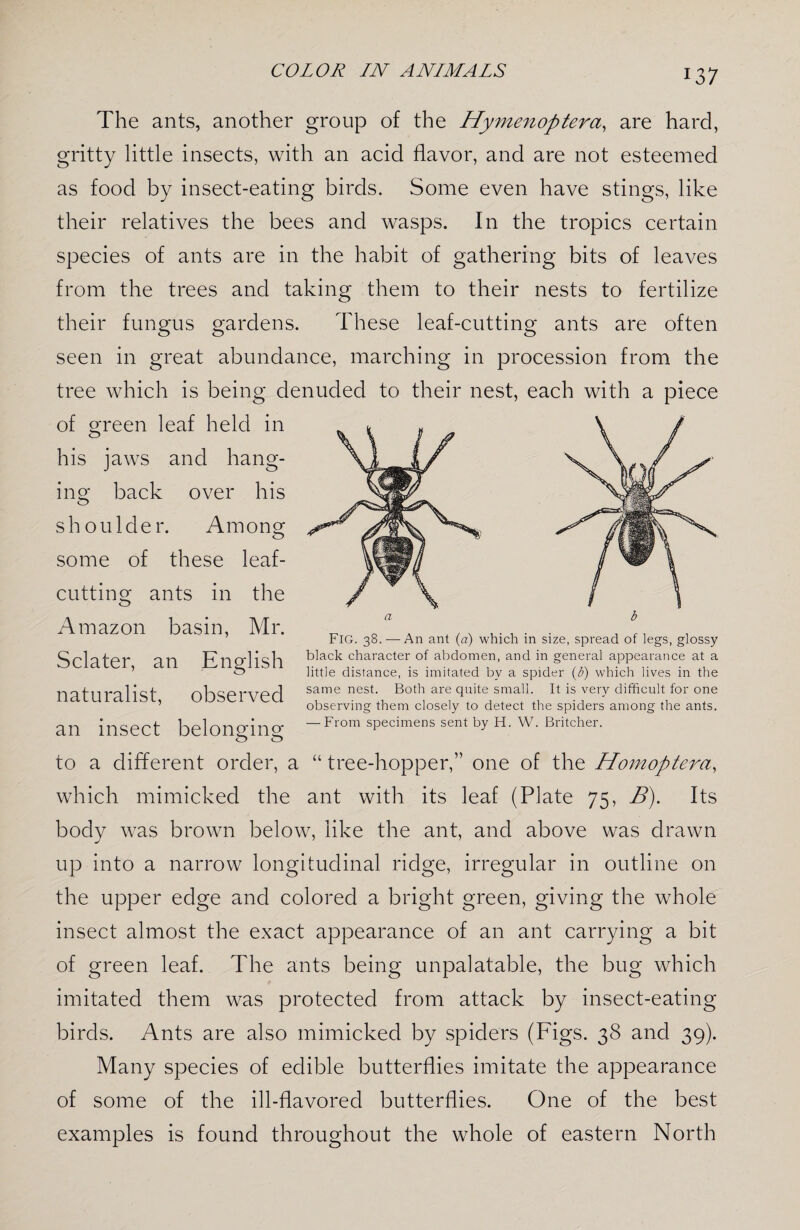 137 The ants, another group of the Hymenoptera, are hard, gritty little insects, with an acid flavor, and are not esteemed as food by insect-eating birds. Some even have stings, like their relatives the bees and wasps. In the tropics certain species of ants are in the habit of gathering bits of leaves from the trees and taking them to their nests to fertilize their fungus gardens. These leaf-cutting ants are often seen in great abundance, marching in procession from the tree which is being denuded to their nest, each with a piece of green leaf held in his jaws and hang¬ ing back over his shoulder. Among some of these leaf¬ cutting ants in the Amazon basin, Mr. Sclater, an English Fig. 38. — An ant (a) which in size, spread of legs, glossy black character of abdomen, and in general appearance at a little distance, is imitated by a spider (b) which lives in the naturalist observed same nesh Both are quite small. It is very difficult for one ’ observing them closely to detect the spiders among the ants. aid insect belonging —From specimens sent by H. W. Britcher. to a different order, a “ tree-hopper,” one of the Homoptera, which mimicked the ant with its leaf (Plate 75, B). Its body was brown below, like the ant, and above was drawn up into a narrow longitudinal ridge, irregular in outline on the upper edge and colored a bright green, giving the whole insect almost the exact appearance of an ant carrying a bit of green leaf. The ants being unpalatable, the bug which imitated them was protected from attack by insect-eating birds. Ants are also mimicked by spiders (Figs. 38 and 39). Many species of edible butterflies imitate the appearance of some of the ill-flavored butterflies. One of the best examples is found throughout the whole of eastern North