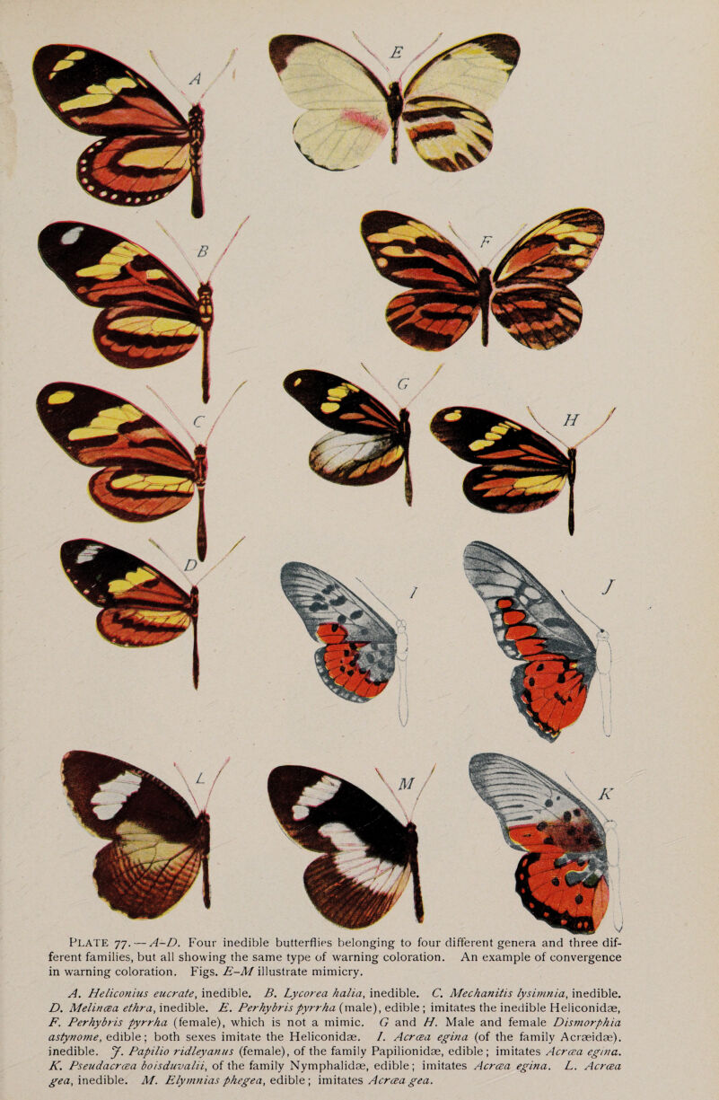 PLATE 77.— A-D. Four inedible butterflies belonging to four different genera and three dif¬ ferent families, but all showing the same type of warning coloration. An example of convergence in warning coloration. Figs. E-M illustrate mimicry. A. Heliconius eucrate, inedible. B. Lycorea halia, inedible. C. Mechanitis lysimnia, inedible. D. Melincea ethra, inedible. E. Perhybrispyrrha (male), edible ; imitates the inedible Heliconidae, F. Perhybris pyrrha (female), which is not a mimic. G and H. Male and female Dismorphia astynome, edible; both sexes imitate the Heliconidae. I. Acrcea egina (of the family Acraeidae). inedible. J. Papilio ridleyanus (female), of the family Papilionidae, edible; imitates Acrcea egina. K. Pseudacrcea boisduvalii, of the family Nymphalidae, edible; imitates Acrcea egina. L. Acrcea gea, inedible. M. Elymnias phegea, edible ; imitates Acrcea gea.