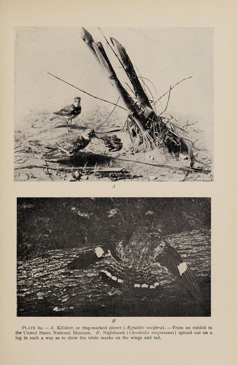 B PLATE 82.— A. Killdeer, or ring-marked plover (/Egialitis vocifera). — From an exhibit in the United States National Museum. B. Nighthawk (Chordeiles virginianus) spread out on a log in such a way as to show the white marks on the wings and tail.