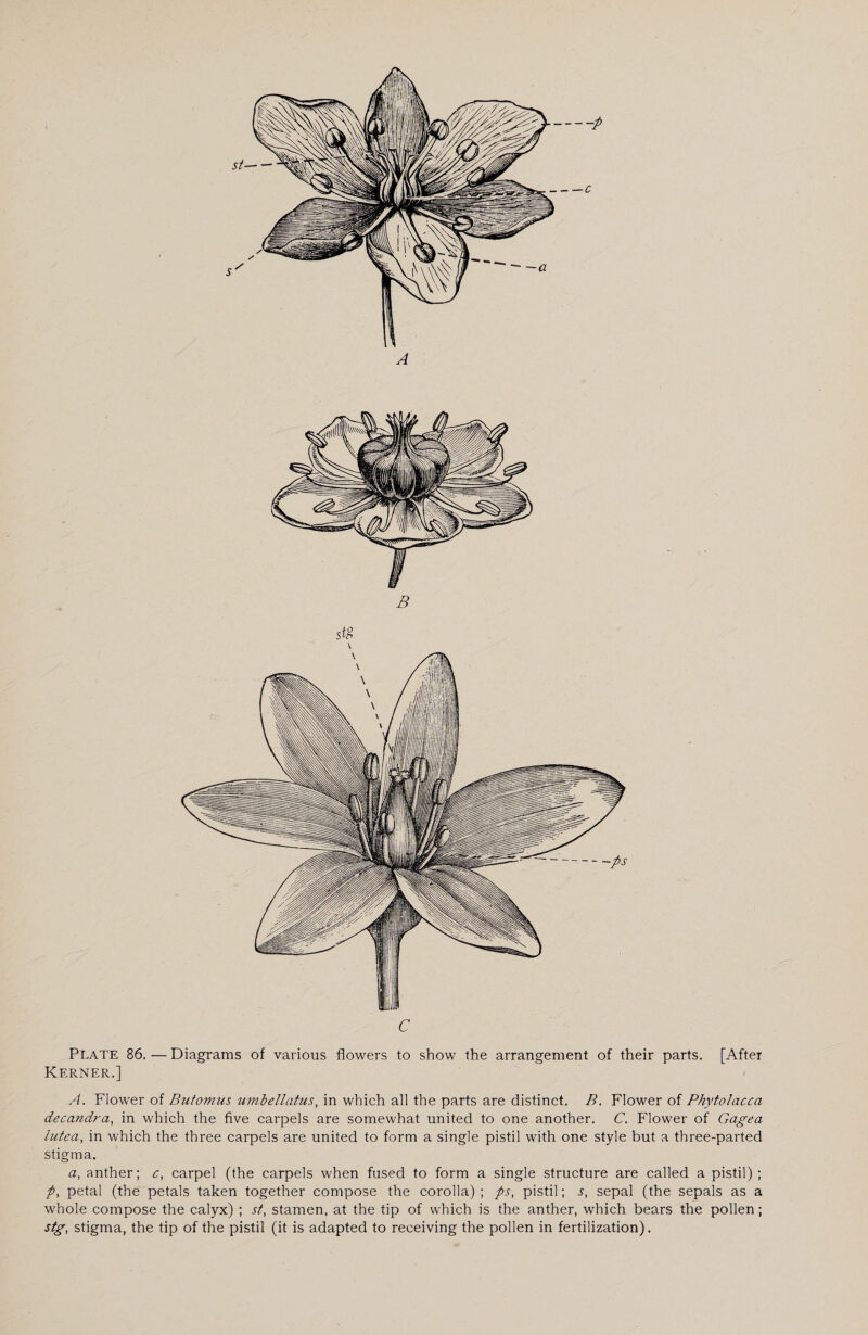 A 3 Plate 86. — Diagrams of various flowers to show the arrangement of their parts. [After Kerner.] A. Flower of Butomus umlellatus, in which all the parts are distinct. B. Flower of Phytolacca decandra, in which the five carpels are somewhat united to one another. C. Flower of Gagea lutea, in which the three carpels are united to form a single pistil with one style but a three-parted stigma. a, anther; c, carpel (the carpels when fused to form a single structure are called a pistil) ; A, petal (the petals taken together compose the corolla); ps, pistil; s, sepal (the sepals as a whole compose the calyx) ; st, stamen, at the tip of which is the anther, which bears the pollen; stg, stigma, the tip of the pistil (it is adapted to receiving the pollen in fertilization).