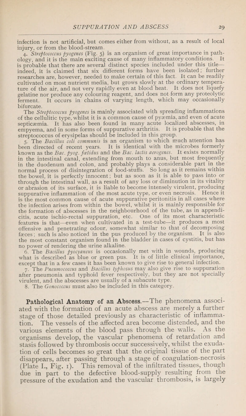 infection is not artificial, but comes either from without, as a result of local injury, or from the blood-stream. 4. Streptococcus pyogenes (Fig. 5) is an organism of great importance in path¬ ology, and it is the main exciting cause of many inflammatory conditions. It is probable that there are several distinct species included under this title— indeed, it is claimed that six different forms have been isolated; further researches are, however, needed to make certain of this fact. It can be readily cultivated on most nutrient media, but grows slowly at the ordinary tempera¬ ture of the air, and not very rapidly even at blood heat. It does not liquefy gelatine nor produce any colouring reagent, and does not form any proteolytic ferment. It occurs in chains of varying length, which may occasionally bifurcate. The Streptococcus pyogenes is mainly associated with spreading inflammations of the cellulitic type, whilst it is a common cause of pyaemia, and even of acute septicaemia. It has also been found in many acute localized abscesses, in empyema, and in some forms of suppurative arthritis. It is probable that the streptococcus of erysipelas should be included in this group. 5. The Bacillus coll communis is an organism to which much attention has been directed of recent years. It is identical with the microbes formerly known as the Bac. pyog. fcetidus and the Bac. lactis aerogenes. It exists normally in the intestinal canal, extending from mouth to anus, but most frequently in the duodenum and colon, and probably plays a considerable part in the normal process of disintegration of food-stuffs. So long as it remains within the bowel, it is perfectly innocent; but as soon as it is able to pass into or through the intestinal wall, as a result of any loss or diminution in its vitality or abrasion of its surface, it is liable to become intensely virulent, producing suppurative inflammation of the most acute type, or even necrosis. Hence it is the most common cause of acute suppurative peritonitis in all cases where the infection arises from within the bowel, whilst it is mainly responsible for the formation of abscesses in the neighbourhood of the tube, as in appendi¬ citis, acute ischio-rectal suppuration, etc. One of its most characteristic features is that—even when cultivated in a test-tube—it produces a most offensive and penetrating odour, somewhat similar to that of decomposing faeces; such is also noticed in the pus produced by the organism. It is also the most constant organism found in the bladder in cases of cystitis, but has no power of rendering the urine alkaline. 6. The Bacillus pyocyaneus is occasionally met with in wounds, producing what is described as blue or green pus. It is of little clinical importance, except that in a few cases it has been known to give rise to general infection. 7. The Pneumococcus and Bacillus typhosus may also give rise to suppuration after pneumonia and typhoid fever respectively, but they are not specially virulent, and the abscesses are usually of a subacute type. 8. The Gonococcus must also be included in this category. Pathological Anatomy of an Abscess.—The phenomena associ¬ ated with the formation of an acute abscess are merely a further stage of those detailed previously as characteristic of inflamma¬ tion. The vessels of the affected area become distended, and the various elements of the blood pass through the walls. As the organisms develop, the vascular phenomena of retardation and stasis followed by thrombosis occur successively, whilst the exuda¬ tion of cells becomes so great that the original tissue of the part disappears, after passing through a stage of coagulation-necrosis (Plate I., Fig. 1). This removal of the infiltrated tissues, though due in part to the defective blood-supply resulting from the pressure of the exudation and the vascular thrombosis, is largely