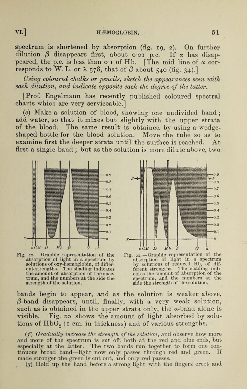 spectrum is shortened by absorption (fig. 19, 2). On further dilution /3 disappears first, about o4oi p.c. If a has disap¬ peared, the p.c. is less than 01 of Hb. [The mid line of a cor¬ responds to W.L. or X 578, that of /3 about 540 (fig. 34).] Using coloured chalks or 'pencils, sketch the appearances seen with each dilution, and indicate opposite each the degree of the latter. [Prof. Engelmann has recently published coloured spectral charts which are very serviceable.] (e) Make a solution of blood, showing one undivided band; add water, so that it mixes but slightly with the upper strata of the blood. The same result is obtained by using a wedge- shaped bottle for the blood solution. Move the tube so as to examine first the deeper strata until the surface is reached. At first a single band ; but as the solution is more dilute above, two Fig. 20. — Graphic representation of the absorption of light in a spectrum by solutions of oxy-haemoglobin, of differ¬ ent strengths. The shading indicates the amount of absorption of the spec¬ trum, and the numbers at the side the strength of the solution. Fig. 21.—Graphic representation of the absorption of light in a spectrum by solutions of reduced Hb, of dif¬ ferent strengths. The shading indi¬ cates the amount of absorption of the spectrum, and the numbers at the side the strength of the solution. bands begin to appear, and as the solution is weaker above, /3-band disappears, until, finally, with a very weak solution, such as is obtained in the upper strata only, the a-band alone is visible. Fig. 20 shows the amount of light absorbed by solu¬ tions of HbO., (1 cm. in thickness) and of various strengths. (f) Gradually increase the strength of the solution, and observe how more and more of the spectrum is cut off, both at the red and blue ends, but especially at the latter. The two bands run together to form one con¬ tinuous broad band—light now only passes through red and green. If made stronger the green is cut out, and only red passes. {g) Hold up the hand before a strong light with the fingers erect and
