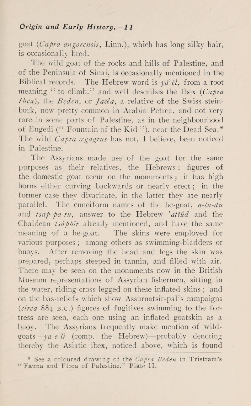 goat (Capra angorcnsis, Linn.), which has long silky hair, is occasionally bred. The wild goat of the rocks and hills of Palestine, and of the Peninsula of Sinai, is occasionally mentioned in the Biblical records. The Hebrew word is yd’el, from a root meaning “ to climb,’’ and well describes the Ibex (Capra Ibex), the Beden, or Jacia, a relative of the Swiss stein- bock, now pretty common in Arabia Petrea, and not very rare in some parts of Palestine, as in the neighbourhood of Engedi (“ Fountain of the Kid ”), near the Dead Sea.* The wild Capra cegagrus has not, I believe, been noticed in Palestine. The Assyrians made use of the goat for the same purposes as their relatives, the Hebrews : figures of the domestic goat occur on the monuments; it has high horns either curving backwards or nearly erect; in the former case they divaricate, in the latter they are nearly parallel. The cuneiform names of the he-goat, a-tu-du and tsap-pa-ru, answer to the Hebrew ’attud and the Chaldean tsdphir already mentioned, and have the same meaning of a he-goat. The skins were employed for various purposes; among others as swimming-bladders or buoys. After removing the head and legs the skin was prepared, perhaps steeped in tannin, and filled with air. There may be seen on the monuments now in the British Museum representations of Assyrian fishermen, sitting in the water, riding cross-legged on these inflated skins; and on the bas-reliefs which show Assurnatsir-pal’s campaigns {circa 884 b.c.) figures of fugitives swimming to the for¬ tress are seen, each one using an inflated goatskin as a buoy. The Assyrians frequently make mention of wild- goats—ya-e-li (comp, the Hebrew)—probably denoting thereby the Asiatic ibex, noticed above, which is found * See a coloured drawing of the Capra Beden in Tristram’s “ Fauna and Flora of Palestine,” Plate II.