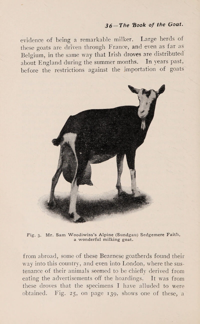 evidence of being a remarkable milker. Large herds of these goats are driven through France, and even as far as Belgium, in the same way that Irish droves are distributed about England during the summer months. In years past, before the restrictions against the importation of goats Fig. 3. Mr. Sam Woodiwiss’s Alpine (Sundgau) Sedgemere Faith, a wonderful milking goat. from abroad, some of these Bearnese goatherds found their way into this country, and even into London, where the sus¬ tenance of their animals seemed to be chiefly derived from eating the advertisements off the hoardings. It was from these droves that the specimens I have alluded to were obtained. Fig. 25, on page 139, shows one of these, a