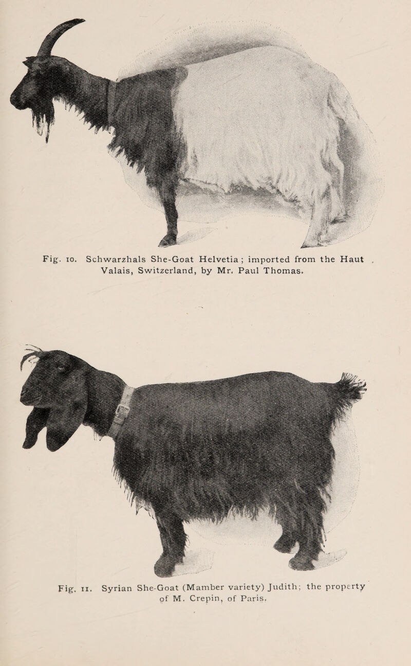 Fig. io. Schwarzhals She-Goat Helvetia; imported from the Haut Valais, Switzerland, by Mr. Paul Thomas. Fig. ii. Syrian She-Goat (Mamber variety) Judith; the property of M. Crepin, of Paris.