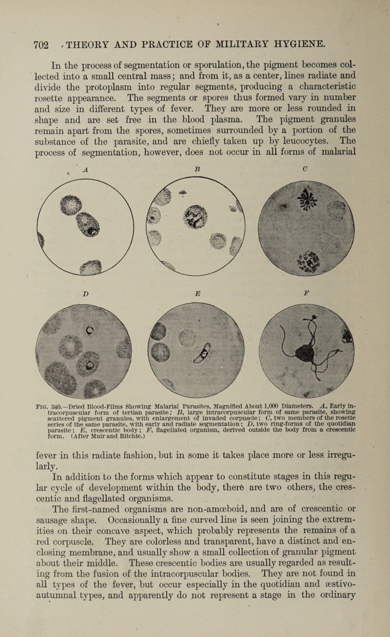 Fig. 340.—Dried Blood-Films Showing Malarial Parasites, Magnifled About 1,000 Diameters. A, Early in- tracorpuscular form of tertian parasite; B, large intracorpuscular fonn of same parasite, showing scattered pigment granules, with enlargement of invaded corpuscle; C, two members of the rosette series of the same parasite, with early and radiate segmentation; _D, two ring-forms of the quotidian parasite; 1E, crescentic body; F, flagellated organism, derived outside the body from a crescentic form. (After Muir and Ritchie.) fever in this radiate fashion, but in some it takes place more or less irregu¬ larly. In addition to the forms which appear to constitute stages in this regu¬ lar cycle of development within the body, there are two others, the cres¬ centic and flagellated organisms. The first-named organisms are non-amoeboid, and are of crescentic or sausage shape. Occasionally a fine curved line is seen joining the extrem¬ ities on their concave aspect, which probably represents the remains of a red corpuscle. They are colorless and transparent, have a distinct and en¬ closing membrane, and usually show a small collection of granular pigment about their middle. These crescentic bodies are usually regarded as result¬ ing from the fusion of the intracorpuscular bodies. They are not found in all types of the fever, hut occur especially in the quotidian and sestivo- autumnal types, and apparently do not represent a stage in the ordinary 702 -THEORY AND PRACTICE OF MILITARY HYGIENE. In the process of segmentation or sporulation, the pigment becomes col¬ lected into a small central mass; and from it, as a center, lines radiate and divide the protoplasm into regular segments, producing a characteristic rosette appearance. The segments or spores thus formed vary in number and size in different types of fever. They are more or less rounded in shape and are set free in the blood plasma. The pigment granules remain apart from the spores, sometimes surrounded by a portion of the substance of the parasite, and are chiefly taken up by leucocytes. The process of segmentation, however, does not occur in all forms of malarial