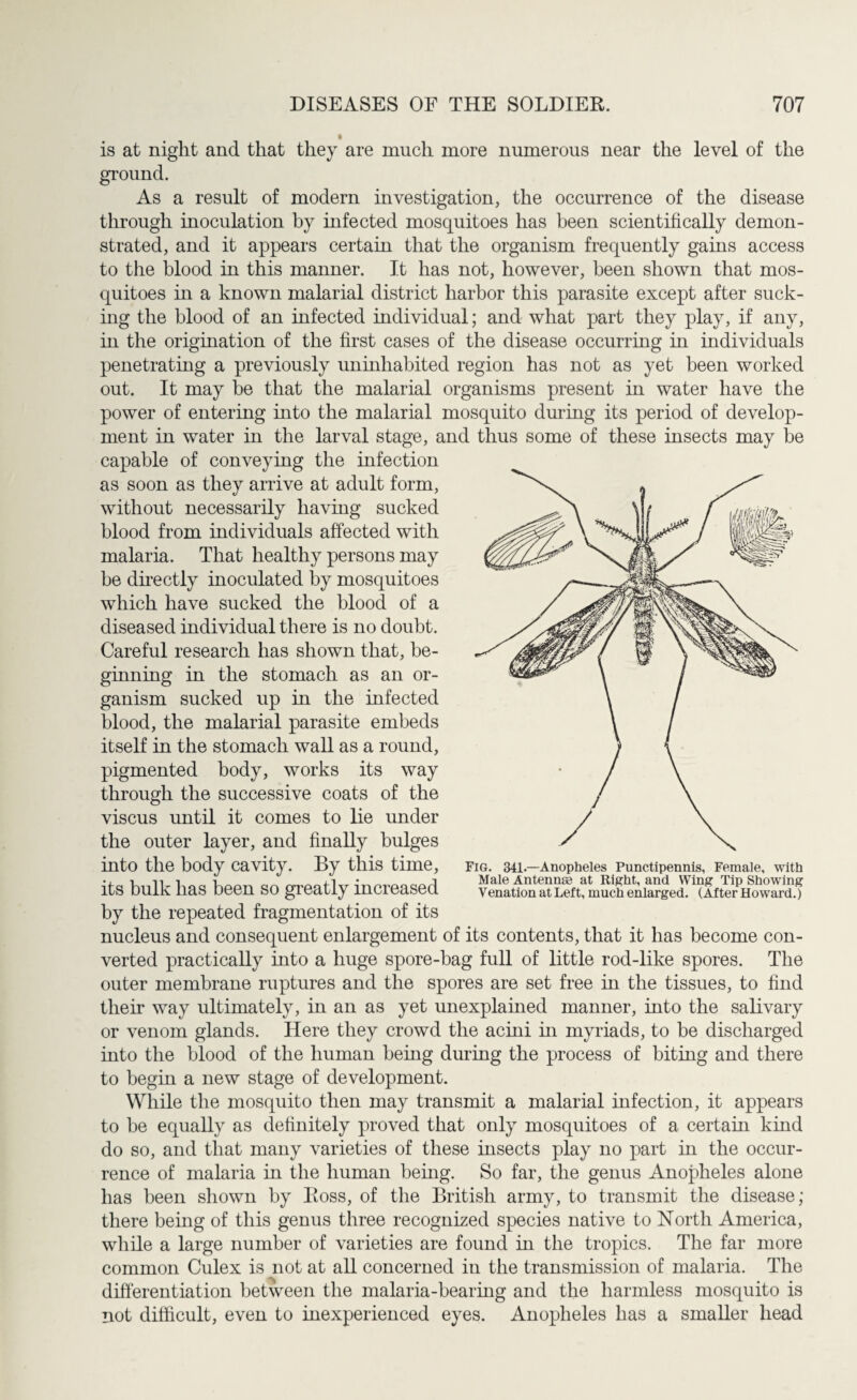 is at night and that they are much more numerous near the level of the ground. As a result of modern investigation, the occurrence of the disease through inoculation by infected mosquitoes has been scientifically demon¬ strated, and it appears certain that the organism frequently gains access to the blood in this manner. It has not, however, been shown that mos¬ quitoes in a known malarial district harbor this parasite except after suck¬ ing the blood of an infected individual; and what part they play, if any, in the origination of the first cases of the disease occurring in individuals penetrating a previously uninhabited region has not as yet been worked out. It may be that the malarial organisms present in water have the power of entering into the malarial mosquito during its period of develop¬ ment in water in the larval stage, and thus some of these insects may be capable of conveying the infection as soon as they arrive at adult form, without necessarily having sucked blood from individuals affected with malaria. That healthy persons may be directly inoculated by mosquitoes which have sucked the blood of a diseased individual there is no doubt. Careful research has shown that, be¬ ginning in the stomach as an or¬ ganism sucked up in the infected blood, the malarial parasite embeds itself in the stomach wall as a round, pigmented body, works its way through the successive coats of the viscus until it comes to lie under the outer layer, and finally bulges into the body cavity. By this time, its bulk has been so greatly increased by the repeated fragmentation of its nucleus and consequent enlargement of its contents, that it has become con¬ verted practically into a huge spore-bag full of little rod-like spores. The outer membrane ruptures and the spores are set free in the tissues, to find their way ultimately, in an as yet unexplained manner, into the salivary or venom glands. Here they crowd the acini in myriads, to be discharged into the blood of the human being during the process of biting and there to begin a new stage of development. While the mosquito then may transmit a malarial infection, it appears to be equally as definitely proved that only mosquitoes of a certain kind do so, and that many varieties of these insects play no part in the occur¬ rence of malaria in the human being. So far, the genus Anopheles alone has been shown by Ross, of the British army, to transmit the disease; there being of this genus three recognized species native to North America, while a large number of varieties are found in the tropics. The far more common Culex is not at all concerned in the transmission of malaria. The differentiation between the malaria-bearing and the harmless mosquito is not difficult, even to inexperienced eyes. Anopheles has a smaller head Fig. 341—Anopheles Punctipennis, Female, with Male Antennae at Right, and Wing Tip Showing Venation at Left, much enlarged. (After Howard.)