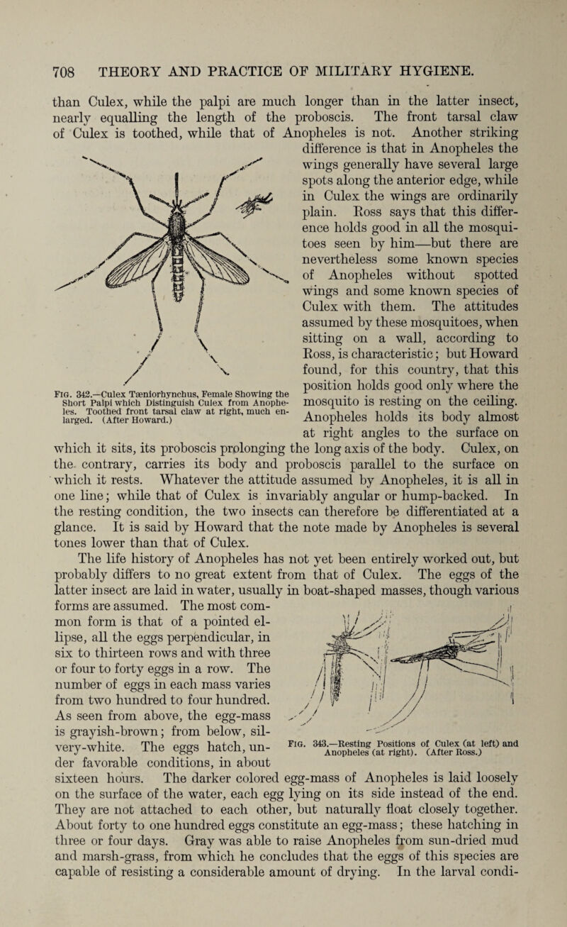 Fig. 343.—Culex Tasniorhynchus, Female Showing the Short Palpi which Distinguish Culex from Anophe¬ les. Toothed front tarsal claw at right, much en¬ larged. (After Howard.) than Culex, while the palpi are much longer than in the latter insect, nearly equalling the length of the proboscis. The front tarsal claw of Culex is toothed, while that of Anopheles is not. Another striking difference is that in Anopheles the wings generally have several large spots along the anterior edge, while in Culex the wings are ordinarily plain. Eoss says that this differ¬ ence holds good in all the mosqui¬ toes seen by him—but there are nevertheless some known species of Anopheles without spotted wings and some known species of Culex with them. The attitudes assumed by these mosquitoes, when sitting on a wall, according to Eoss, is characteristic; but Howard found, for this country, that this position holds good only where the mosquito is resting on the ceiling. Anopheles holds its body almost at right angles to the surface on which it sits, its proboscis prolonging the long axis of the body. Culex, on the contrary, carries its body and proboscis parallel to the surface on which it rests. Whatever the attitude assumed by Anopheles, it is all in one line; while that of Culex is invariably angular or hump-backed. In the resting condition, the two insects can therefore he differentiated at a glance. It is said by Howard that the note made by Anopheles is several tones lower than that of Culex. The life history of Anopheles has not yet been entirely worked out, but probably differs to no great extent from that of Culex. The eggs of the latter insect are laid in water, usually in boat-shaped masses, though various forms are assumed. The most com¬ mon form is that of a pointed el¬ lipse, all the eggs perpendicular, in six to thirteen rows and with three or four to forty eggs in a row. The number of eggs in each mass varies from two hundred to four hundred. As seen from above, the egg-mass is grayish-brown; from below, sil¬ very-white. The eggs hatch, un¬ der favorable conditions, in about sixteen hours. The darker colored egg-mass of Anopheles is laid loosely on the surface of the water, each egg lying on its side instead of the end. They are not attached to each other, but naturally float closely together. About forty to one hundred eggs constitute an egg-mass; these hatching in three or four days. Gray was able to raise Anopheles from sun-dried mud and marsh-grass, from which he concludes that the eggs of this species are capable of resisting a considerable amount of drying. In the larval condi- FIG. 343.—Resting Positions of Culex (at left) and Anopheles (at right). (After Ross.)