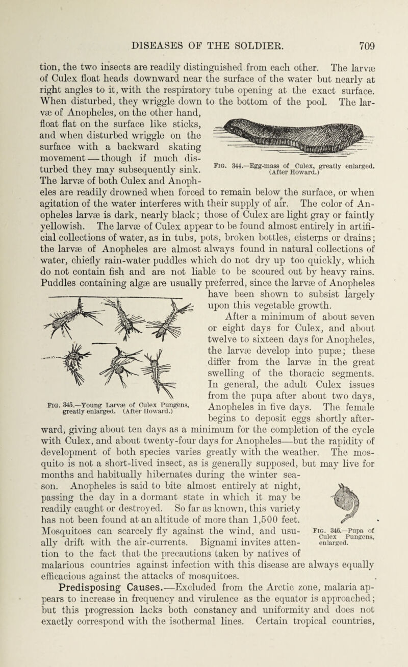 tion, the two insects are readily distinguished from each other. The larva3 of Culex float heads downward near the surface of the water but nearly at right angles to it, with the respiratory tube opening at the exact surface. When disturbed, they wriggle down to the bottom of the pool. The lar¬ vae of Anopheles, on the other hand, float flat on the surface like sticks, and when disturbed wriggle on the surface with a backward skating movement — though if much dis¬ turbed they may subsequently sink. The larvae of both Culex and Anoph¬ eles are readily drowned when forced to remain below the surface, or when agitation of the water interferes with their supply of an*. The color of An¬ opheles larvae is dark, nearly black; those of Culex are light gray or faintly yellowish. The larvae of Culex appear to be found almost entirely in artifi¬ cial collections of water, as in tubs, pots, broken bottles, cisterns or drains; the larvae of Anopheles are almost always found in natural collections of water, chiefly rain-water puddles which do not dry up too quickly, which do not contain fish and are not liable to be scoured out by heavy rains. Puddles containing algae are usually preferred, since the larvae of Anopheles have been shown to subsist largely upon this vegetable growth. After a minimum of about seven or eight days for Culex, and about twelve to sixteen days for Anopheles, the larvae develop into pupae; these differ from the larvae in the great swelling of the thoracic segments. In general, the adult Culex issues from the pupa after about two days, Anopheles in five days. The female begins to deposit eggs shortly after¬ ward, giving about ten days as a minimum for the completion of the cycle with Culex, and about twenty-four days for Anopheles—but the rapidity of development of both species varies greatly with the weather. The mos¬ quito is not a short-lived insect, as is generally supposed, but may live for months and habitually hibernates during the winter sea¬ son. Anopheles is said to bite almost entirely at night, passing the day in a dormant state in which it may be readily caught or destroyed. So far as known, this variety has not been found at an altitude of more than 1,500 feet. Mosquitoes can scarcely fly against the wind, and usu¬ ally drift with the air-currents. Bignami invites atten¬ tion to the fact that the precautions taken by natives of malarious countries against infection with this disease are always equally efficacious against the attacks of mosquitoes. Predisposing Causes.—Excluded from the Arctic zone, malaria ap¬ pears to increase in frequency and virulence as the equator is approached; but this progression lacks both constancy and uniformity and does not exactly correspond with the isothermal lines. Certain tropical countries, Fig. 346.—Pupa of Culex Pungens, enlarged. Fig. 345.—Young Larvae of Culex Pungens, greatly enlarged. (After Howard.) Fig. \_ 344.—Egg-mass of Culex, greatly enlarged. (After Howard.)