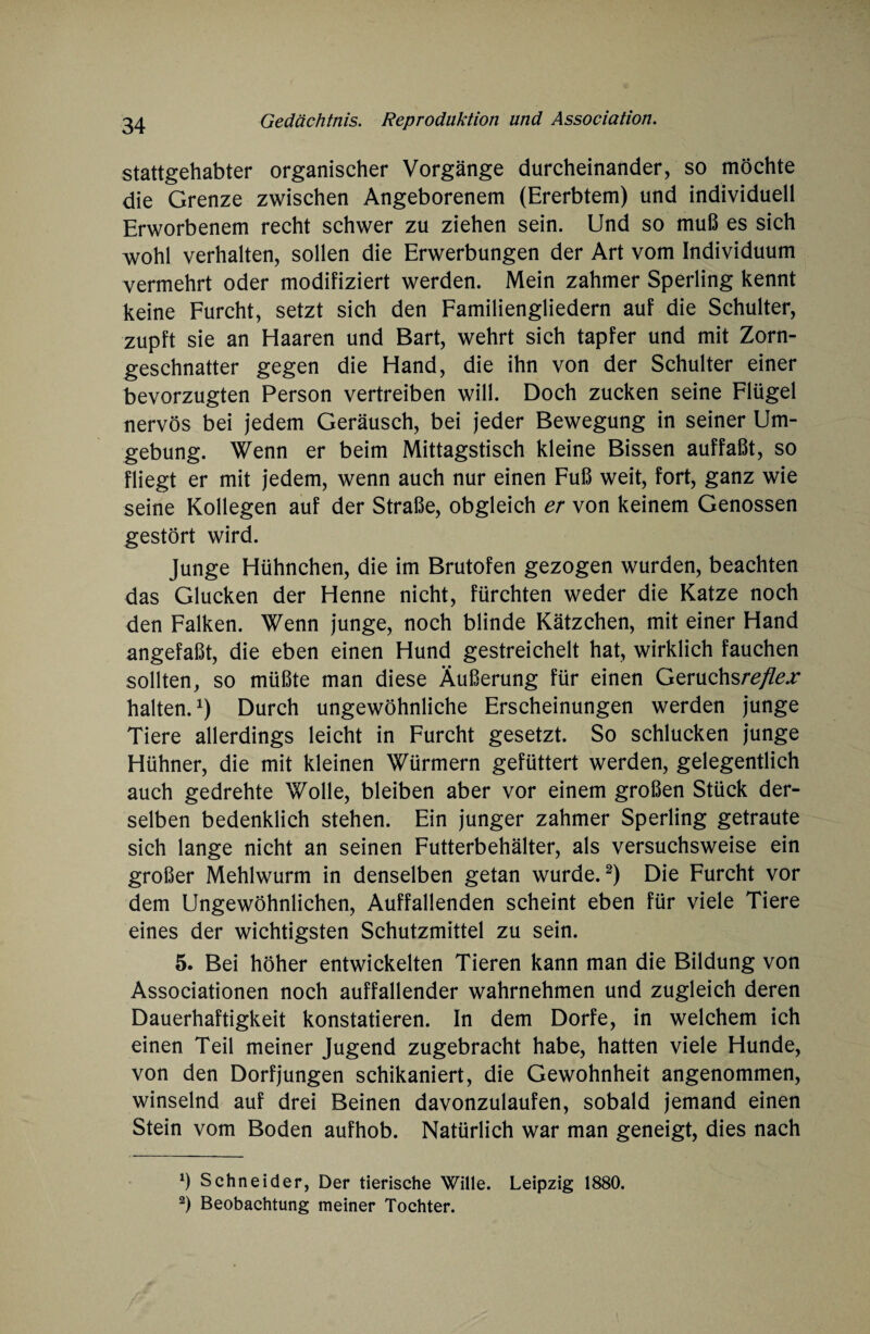 stattgehabter organischer Vorgänge durcheinander, so möchte die Grenze zwischen Angeborenem (Ererbtem) und individuell Erworbenem recht schwer zu ziehen sein. Und so muß es sich wohl verhalten, sollen die Erwerbungen der Art vom Individuum vermehrt oder modifiziert werden. Mein zahmer Sperling kennt keine Furcht, setzt sich den Familiengliedern auf die Schulter, zupft sie an Haaren und Bart, wehrt sich tapfer und mit Zorn¬ geschnatter gegen die Hand, die ihn von der Schulter einer bevorzugten Person vertreiben will. Doch zucken seine Flügel nervös bei jedem Geräusch, bei jeder Bewegung in seiner Um¬ gebung. Wenn er beim Mittagstisch kleine Bissen auffaßt, so fliegt er mit jedem, wenn auch nur einen Fuß weit, fort, ganz wie seine Kollegen auf der Straße, obgleich er von keinem Genossen gestört wird. Junge Hühnchen, die im Brutofen gezogen wurden, beachten das Glucken der Henne nicht, fürchten weder die Katze noch den Falken. Wenn junge, noch blinde Kätzchen, mit einer Hand angefaßt, die eben einen Hund gestreichelt hat, wirklich fauchen sollten, so müßte man diese Äußerung für einen Gzmohsreflex halten.1) Durch ungewöhnliche Erscheinungen werden junge Tiere allerdings leicht in Furcht gesetzt. So schlucken junge Hühner, die mit kleinen Würmern gefüttert werden, gelegentlich auch gedrehte Wolle, bleiben aber vor einem großen Stück der¬ selben bedenklich stehen. Ein junger zahmer Sperling getraute sich lange nicht an seinen Futterbehälter, als versuchsweise ein großer Mehlwurm in denselben getan wurde.2) Die Furcht vor dem Ungewöhnlichen, Auffallenden scheint eben für viele Tiere eines der wichtigsten Schutzmittel zu sein. 5. Bei höher entwickelten Tieren kann man die Bildung von Associationen noch auffallender wahrnehmen und zugleich deren Dauerhaftigkeit konstatieren. In dem Dorfe, in welchem ich einen Teil meiner Jugend zugebracht habe, hatten viele Hunde, von den Dorf jungen schikaniert, die Gewohnheit angenommen, winselnd auf drei Beinen davonzulaufen, sobald jemand einen Stein vom Boden aufhob. Natürlich war man geneigt, dies nach h Schneider, Der tierische Wille. Leipzig 1880. 2) Beobachtung meiner Tochter.