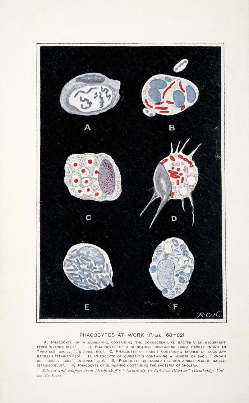PHAGOCYTES AT WORK (Pages 168-82) A, Phagocyte of a guinea-pig, containing the corkscrew-like bacteria of recurrent FEVER (STAINED BLUe). B, PHAGOCYTE OF A GUINEA-PIG CONTAINING LARGE BACILLI KNOWN AS “PROTEUS BACILLI’’ (STAINED RED). C, PHAGOCYTE OF RABBIT CONTAINING SPORES OF LOCK-JAW BACILLUS (STAINED RED). D, PHAGOCYTE OF GUINEA-PIG CONTAINING A NUMBER OF BACILLI KNOWN as “bacilli coli ” (stained red). E, Phagocyte of guinea-pig containing plague bacilli (stained blue). F, Phagocyte of guinea-pig containing the bacteria of cholera. Selected and adapted from Metchnikoff's “Immunity in Infective Diseases {Cambridge Uni¬ versity Press).