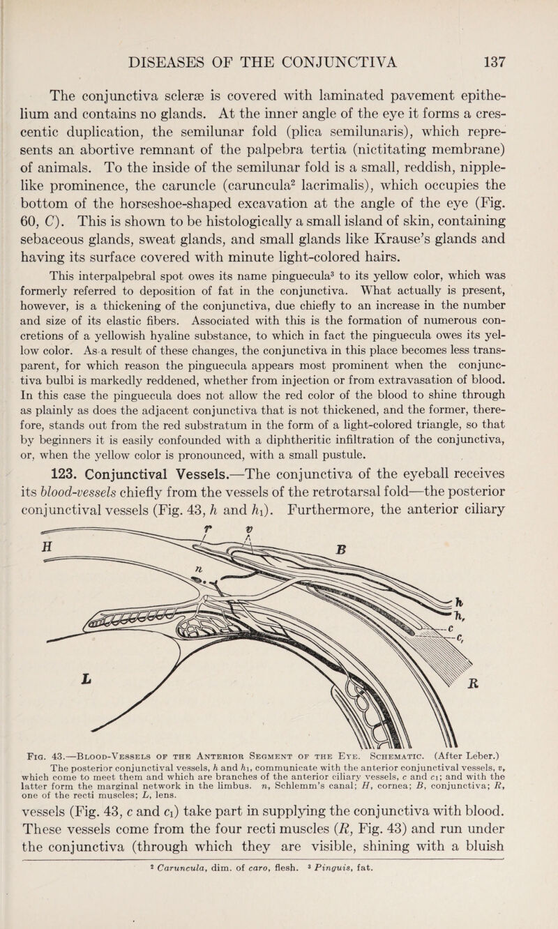 The conjunctiva sclerse is covered with laminated pavement epithe¬ lium and contains no glands. At the inner angle of the eye it forms a cres¬ centic duplication, the semilunar fold (plica semilunaris), which repre¬ sents an abortive remnant of the palpebra tertia (nictitating membrane) of animals. To the inside of the semilunar fold is a small, reddish, nipple¬ like prominence, the caruncle (caruncula2 lacrimalis), which occupies the bottom of the horseshoe-shaped excavation at the angle of the eye (Fig. 60, C). This is shown to be histologically a small island of skin, containing sebaceous glands, sweat glands, and small glands like Krause’s glands and having its surface covered with minute light-colored hairs. This interpalpebral spot owes its name pinguecula3 to its yellow color, which was formerly referred to deposition of fat in the conjunctiva. What actually is present, however, is a thickening of the conjunctiva, due chiefly to an increase in the number and size of its elastic fibers. Associated with this is the formation of numerous con¬ cretions of a yellowish hyaline substance, to which in fact the pinguecula owes its yel¬ low color. As a result of these changes, the conjunctiva in this place becomes less trans¬ parent, for which reason the pinguecula appears most prominent when the conjunc¬ tiva bulbi is markedly reddened, whether from injection or from extravasation of blood. In this case the pinguecula does not allow the red color of the blood to shine through as plainly as does the adjacent conjunctiva that is not thickened, and the former, there¬ fore, stands out from the red substratum in the form of a light-colored triangle, so that by beginners it is easily confounded with a diphtheritic infiltration of the conjunctiva, or, when the yellow color is pronounced, with a small pustule. 123. Conjunctival Vessels.—The conjunctiva of the eyeball receives its blood-vessels chiefly from the vessels of the retrotarsal fold—the posterior conjunctival vessels (Fig. 43, h and hi). Furthermore, the anterior ciliary Fig. 43.—Blood-Vessels of the Anterior Segment of the Eye. Schematic. (After Leber.) The posterior conjunctival vessels, h and hi, communicate with the anterior conjunctival vessels, v, which come to meet them and which are branches of the anterior ciliary vessels, c and ci; and with the latter form the marginal network in the limbus, n, Schlemm’s canal; H, cornea; B, conjunctiva; R, one of the recti muscles; L, lens. vessels (Fig. 43, c and Ci) take part in supplying the conjunctiva with blood. These vessels come from the four recti muscles (R, Fig. 43) and run under the conjunctiva (through which they are visible, shining with a bluish 2 Caruncula, dim. of caro, flesh. 3 Pinguis, fat.