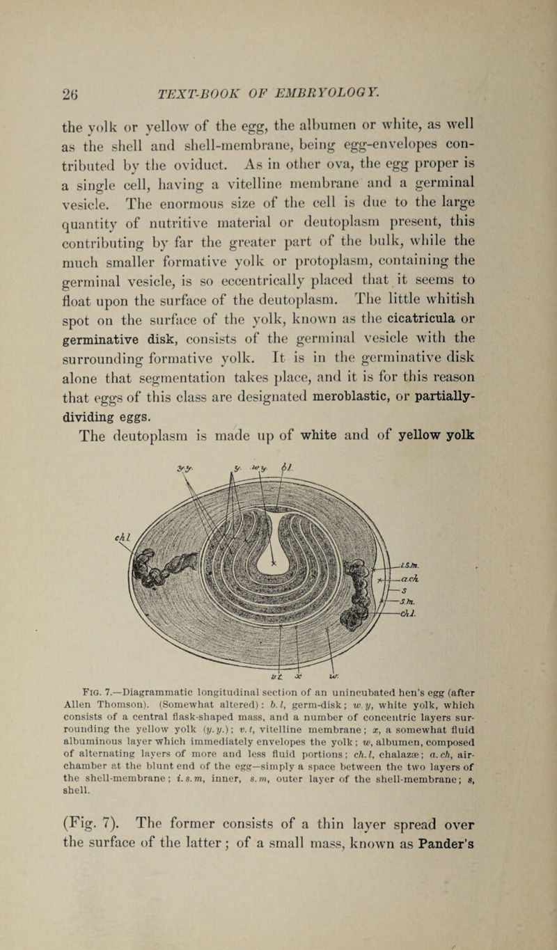 the yolk or yellow of the egg, the albumen or white, as well as the shell and shell-membrane, being egg-envelopes con¬ tributed by the oviduct. As in other ova, the egg proper is a single cell, having a vitelline membrane and a germinal vesicle. The enormous size of the cell is due to the large quantity of nutritive material or deutoplasm present, this contributing by far the greater part of the bulk, while the much smaller formative yolk or protoplasm, containing the germinal vesicle, is so eccentrically placed that it seems to float upon the surface of the deutoplasm. The little whitish spot on the surface of the yolk, known as the cicatricula or germinative disk, consists of the germinal vesicle with the surrounding formative yolk. It is in the germinative disk alone that segmentation takes place, and it is for this reason that eggs of this class are designated meroblastic, or partially- dividing eggs. The deutoplasm is made up of white and of yellow yolk Fig. 7.—Diagrammatic longitudinal section of an unincubated hen’s egg (after Allen Thomson). (Somewhat altered): b. I, germ-disk; w. y, white yolk, which consists of a central flask-shaped mass, and a number of concentric layers sur¬ rounding the yellow yolk {y.y.)\ v.t, vitelline membrane; x, a somewhat fluid albuminous layer which immediately envelopes the yolk; w, albumen, composed of alternating layers of more and less fluid portions; ch.l, chalazae; a.ch, air- chamber at the blunt end of the egg—simply a space between the two layers of the shell-membrane; i.s.rn, inner, s.m, outer layer of the shell-membrane; s, shell. (Fig. 7). The former consists of a thin layer spread over the surface of the latter; of a small mass, known as Pander’s