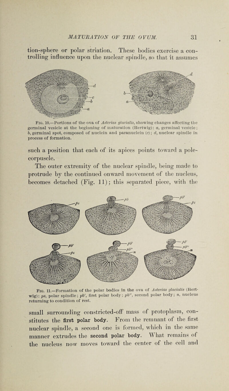 tion-sphere or polar striation. These bodies exercise a con¬ trolling influence upon the nuclear spindle, so that it assumes Fig. 10.—Portions of the ova of Asterias glaeialis, showing changes affecting the germinal vesicle at the beginning of maturation (Hertwig): a, germinal vesicle; b, germinal spot, composed of nuclein and paranuclein (c); d, nuclear spindle in process of formation. such a position that each of its apices points toward a pole- corpuscle. The outer extremity of the nuclear spindle, being made to protrude by the continued onward movement of the nucleus, becomes detached (Fig. 11); this separated piece, with the Fig. 11.—Formation of the polar bodies in the ova of Asterias glaeialis (Uert- wig): ps, polar spindle; pb', first polar body; pb, second polar body; n, nucleus returning to condition of rest. small surrounding constricted-off mass of protoplasm, con¬ stitutes the first polar body. From the remnant of the first nuclear spindle, a second one is formed, which in the same manner extrudes the second polar body. \\ hat remains of the nucleus now moves toward the center of the cell and