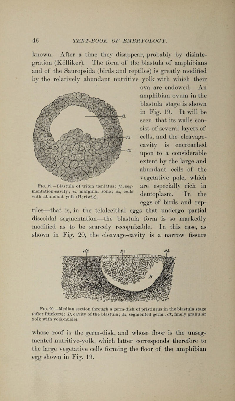 known. After a time they disappear, probably by disinte¬ gration (Kblliker). The form of the blastula of amphibians and of the Sanropsida (birds and reptiles) is greatly modified by the relatively abundant nutritive yolk with which their ova are endowed. An amphibian ovum in the blastula stage is shown in Fig. 19. It will be seen that its walls con¬ sist of several layers of cells, and the cleavage- cavity is encroached upon to a considerable extent by the large and abundant cells of the vegetative pole, which are especially rich in deutoplasm. In the eggs of birds and rep¬ tiles—that is, in the telolecithal eggs that undergo partial discoidal segmentation—the blastula form is so markedly modified as to be scarcely recognizable. In this case, as shown in Fig. 20, the cleavage-cavity is a narrow fissure Fig. 19.—Blastula of triton tseniatus : fh, seg¬ mentation-cavity ; rz, marginal zone; dz, cells with abundant yolk (Hertwig). Fig. 20.—Median section through a germ-disk of pristiurus in the blastula stage (after Riickert): B, cavity of the blastula; kz, segmented germ ; dk, finely granular yolk with yolk-nuclei. whose roof is the germ-disk, and whose floor is the unseg¬ mented nutritive-yolk, which latter corresponds therefore to the large vegetative cells forming the floor of the amphibian egg shown in Fig. 19.