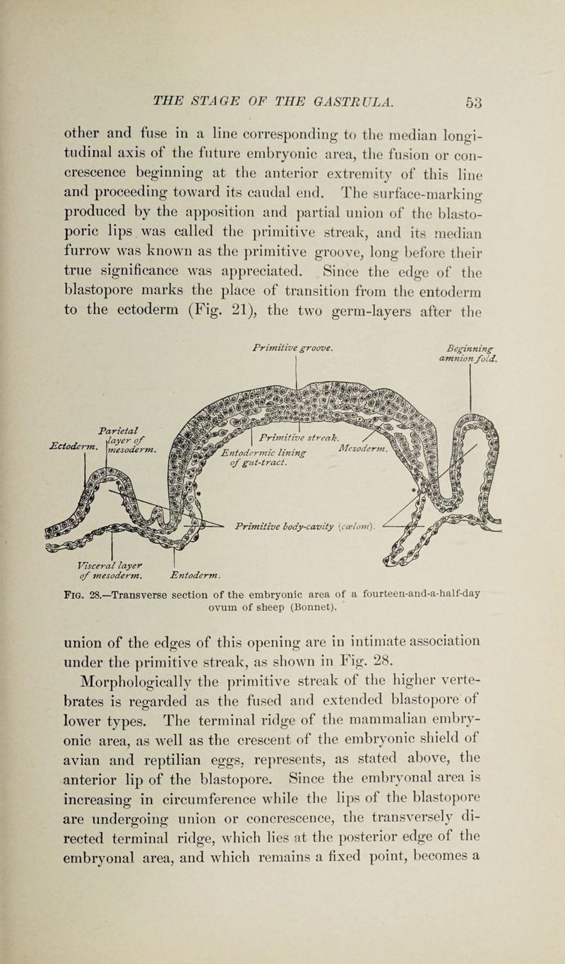 other and fuse in a line corresponding to the median longi¬ tudinal axis of the future embryonic area, the fusion or con¬ crescence beginning at the anterior extremity of this line and proceeding toward its caudal end. The surface-marking produced by the apposition and partial union of the blasto- poric lips was called the primitive streak, and its median furrow was known as the primitive groove, long before their true significance was appreciated. Since the edge of the blastopore marks the place of transition from the entoderm to the ectoderm (Fig. 21), the two germ-layers after the Primitive groove. Beginning amnion fold. of mesoderm. Entoderm. Fig. 28.—Transverse section of the embryonic area of a fourteen-and-a-half-day ovum of sheep (Bonnet). union of the edges of this opening are in intimate association under the primitive streak, as shown in Fig. 28. Morphologically the primitive streak of the higher verte¬ brates is regarded as the fused and extended blastopore ot lower types. The terminal ridge of the mammalian embry¬ onic area, as well as the crescent of the embryonic shield ot avian and reptilian eggs, represents, as stated above, the anterior lip of the blastopore. Since the embryonal area is increasing in circumference while the lips of the blastopore are undergoing union or concrescence, the transversely di¬ rected terminal ridge, which lies at the posterior edge ot the embryonal area, and which remains a fixed point, becomes a