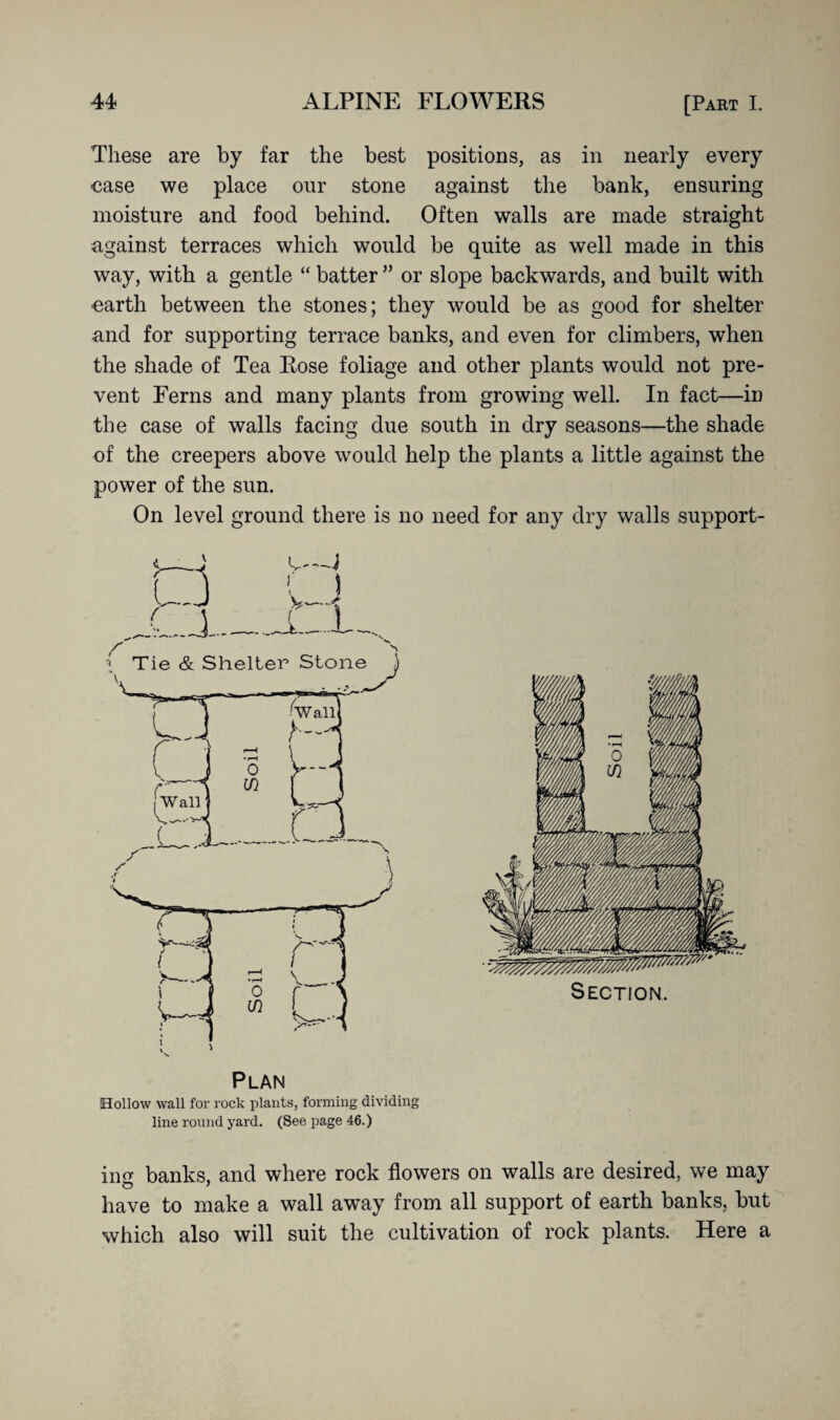 These are by far the best positions, as in nearly every case we place our stone against the bank, ensuring moisture and food behind. Often walls are made straight against terraces which would be quite as well made in this way, with a gentle “ batter ” or slope backwards, and built with earth between the stones; they would be as good for shelter and for supporting terrace banks, and even for climbers, when the shade of Tea Rose foliage and other plants would not pre¬ vent Ferns and many plants from growing well. In fact—in the case of walls facing due south in dry seasons—the shade of the creepers above would help the plants a little against the power of the sun. On level ground there is no need for any dry walls support- Hollow wall for rock plants, forming dividing line round yard. (See page 46.) Section imz banks, and where rock flowers on walls are desired, we may have to make a wall away from all support of earth banks, but which also will suit the cultivation of rock plants. Here a