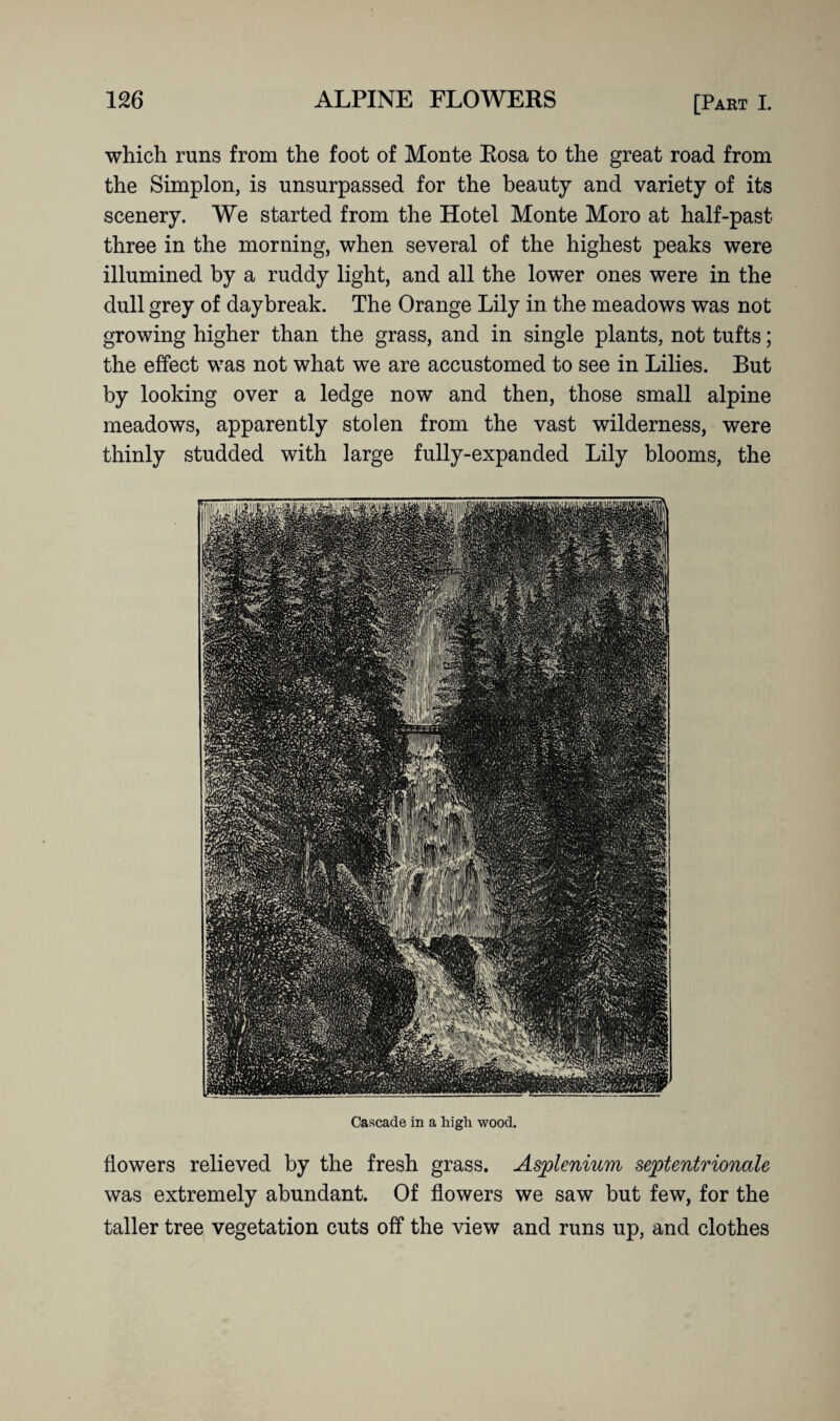 which runs from the foot of Monte Rosa to the great road from the Simplon, is unsurpassed for the beauty and variety of its scenery. We started from the Hotel Monte Moro at half-past three in the morning, when several of the highest peaks were illumined by a ruddy light, and all the lower ones were in the dull grey of daybreak. The Orange Lily in the meadows was not growing higher than the grass, and in single plants, not tufts; the effect was not what we are accustomed to see in Lilies. But by looking over a ledge now and then, those small alpine meadows, apparently stolen from the vast wilderness, were thinly studded with large fully-expanded Lily blooms, the Cascade in a high wood. flowers relieved by the fresh grass. Asplenium septentrionale was extremely abundant. Of flowers we saw but few, for the taller tree vegetation cuts off the view and runs up, and clothes