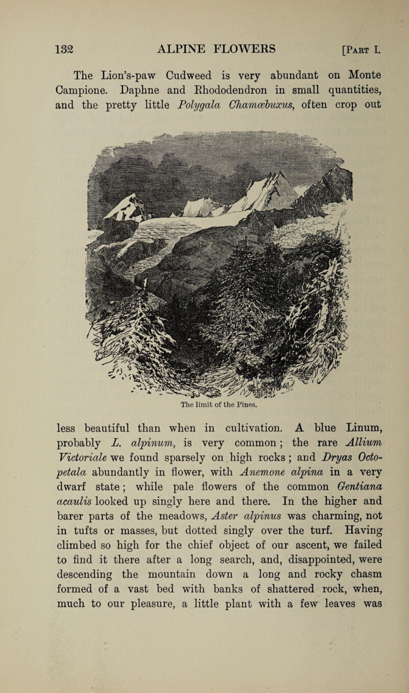 The Lion’s-paw Cudweed is very abundant on Monte Campione. Daphne and Rhododendron in small quantities, and the pretty little Poly gala Chamcebuxus, often crop out The limit of the Pines. less beautiful than when in cultivation. A blue Linum, probably L. alpinum, is very common; the rare Allium Victoriale we found sparsely on high rocks; and Dry as Octo- petala abundantly in flower, with Anemone alpina in a very dwarf state; while pale flowers of the common Gentiana acaulis looked up singly here and there. In the higher and barer parts of the meadows, Aster alpinus was charming, not in tufts or masses, but dotted singly over the turf. Having climbed so high for the chief object of our ascent, we failed to find it there after a long search, and, disappointed, were descending the mountain down a long and rocky chasm formed of a vast bed with banks of shattered rock, when, much to our pleasure, a little plant with a few leaves was