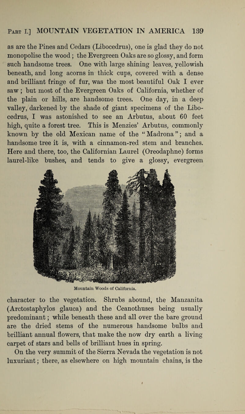 as are tlie Pines and Cedars (Libocedrus), one is glad they do not monopolise the wood ; the Evergreen Oaks are so glossy, and form such handsome trees. One with large shining leaves, yellowish beneath, and long acorns in thick cups, covered with a dense and brilliant fringe of fur, was the most beautiful Oak I ever saw ; but most of the Evergreen Oaks of California, whether of the plain or hills, are handsome trees. One day, in a deep valley, darkened by the shade of giant specimens of the Libo¬ cedrus, I was astonished to see an Arbutus, about 60 feet high, quite a forest tree. This is Menzies’ Arbutus, commonly known by the old Mexican name of the “ Madrona ”; and a handsome tree it is, with a cinnamon-red stem and branches. Here and there, too, the Californian Laurel (Oreodaphne) forms laurel-like bushes, and tends to give a glossy, evergreen Mountain Woods of California. character to the vegetation. Shrubs abound, the Manzanita (Arctostaphylos glauca) and the Ceanothuses being usually predominant; while beneath these and all over the bare ground are the dried stems of the numerous handsome bulbs and brilliant annual flowers, that make the now dry earth a living carpet of stars and bells of brilliant hues in spring. On the very summit of the Sierra Nevada the vegetation is not luxuriant; there, as elsewhere on high mountain chains, is the