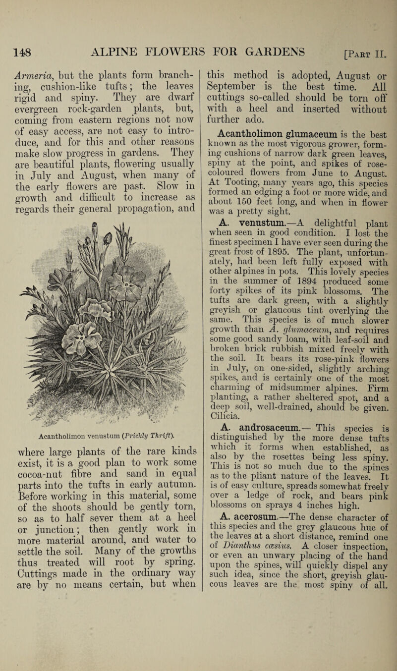 Armeria, but the plants form branch¬ ing, cushion-like tufts; the leaves rigid and spiny. They are dwarf evergreen rock-garden plants, but, coming from eastern regions not now of easy access, are not easy to intro¬ duce, and for this and other reasons make slow progress in gardens. They are beautiful plants, flowering usually in July and August, when many of the early flowers are past. Slow in growth and cliflicult to increase as regards their general propagation, and Acantholimon venustum (Prickly Thrift). where large plants of the rare kinds exist, it is a good plan to work some cocoa-nut fibre and sand in equal parts into the tufts in early autumn. Before working in this material, some of the shoots should be gently torn, so as to half sever them at a heel or junction; then gently work in more material around, and water to settle the soil. Many of the growths thus treated will root by spring. Cuttings made in the ordinary way are by no means certain, but when this method is adopted, August or September is the best time. All cuttings so-called should be torn off with a heel and inserted without further ado. Acantholimon glumaceum is the best known as the most vigorous grower, form¬ ing cushions of narrow dark green leaves, spiny at the point, and spikes of rose- coloured flowers from June to August. At Tooting, many years ago, this species formed an edging a foot or more wide, and about 150 feet long, and when in flower was a pretty sight. A. venustum.—A delightful plant when seen in good condition. I lost the finest specimen I have ever seen during the great frost of 1895. The plant, unfortun¬ ately, had been left fully exposed with other alpines in pots. This lovely species in the summer of 1894 produced some forty spikes of its pink blossoms. The tufts are dark green, with a slightly greyish or glaucous tint overlying the same. This species is of much slower growth than A. glumaceum, and requires some good sandy loam, with leaf-soil and broken brick rubbish mixed freely with the soil. It bears its rose-pink flowers in July, on one-sided, slightly arching spikes, and is certainly one of the most charming of midsummer alpines. Firm planting, a rather sheltered spot, and a deep soil, well-drained, should be given. Cilicia. A. androsaceum.— This species is distinguished by the more dense tufts which it forms when established, as also by the rosettes being less spiny. This is not so much due to the spines as to the pliant nature of the leaves. It is of easy culture, spreads somewhat freely over a ledge of rock, and bears pink blossoms on sprays 4 inches high. A. acerosum.—The dense character of this species and the grey glaucous hue of the leaves at a short distance, remind one of Dianthus ccesius. A closer inspection, or even an unwary placing of the hand upon the spines, will quickly dispel any such idea, since the short, greyish glau¬ cous leaves are the most spiny of all.