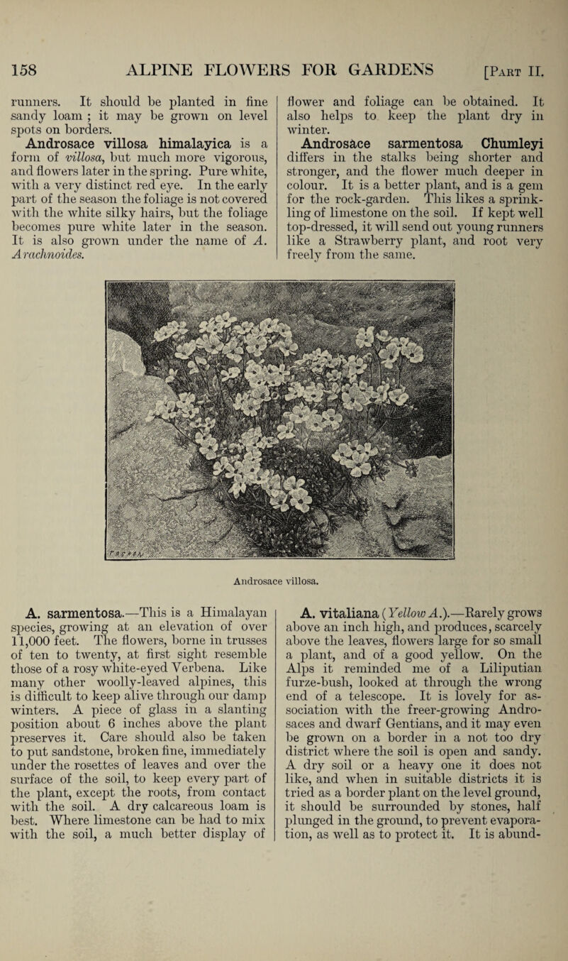 runners. It should be planted in fine sandy loam ; it may be grown on level spots on borders. Androsace villosa himalayica is a form of villosa, but much more vigorous, and flowers later in the spring. Pure white, with a very distinct red eye. In the early part of the season the foliage is not covered with the white silky hairs, but the foliage becomes pure white later in the season. It is also grown under the name of A. A rachnoides. flower and foliage can be obtained. It also helps to keep the plant dry in winter. Androsace sarmentosa Chumleyi differs in the stalks being shorter and stronger, and the flower much deejDer in colour. It is a better plant, and is a gem for the rock-garden. This likes a sprink¬ ling of limestone on the soil. If kept well top-dressed, it will send out young runners like a Strawberry plant, and root very freely from the same. Androsace villosa. A. sarmentosa.—This is a Himalayan species, growing at an elevation of over 11,000 feet. The flowers, borne in trusses of ten to twenty, at first sight resemble those of a rosy white-eyed Verbena. Like many other woolly-leaved alpines, this is difficult to keep alive through our damp winters. A piece of glass in a slanting position about 6 inches above the plant preserves it. Care should also be taken to put sandstone, broken fine, immediately under the rosettes of leaves and over the surface of the soil, to keep every part of the plant, except the roots, from contact with the soil. A dry calcareous loam is best. Where limestone can be had to mix with the soil, a much better display of A. vitaliana (Yellow A.).—Rarely grows above an inch high, and produces, scarcely above the leaves, flowers large for so small a plant, and of a good yellow. On the Alps it reminded me of a Liliputian furze-bush, looked at through the wrong end of a telescope. It is lovely for as¬ sociation with the freer-growing Andro- saces and dwarf Gentians, and it may even be grown on a border in a not too dry district where the soil is oj)en and sandy. A dry soil or a heavy one it does not like, and when in suitable districts it is tried as a border plant on the level ground, it should be surrounded by stones, half plunged in the ground, to prevent evapora¬ tion, as well as to protect it. It is abund-