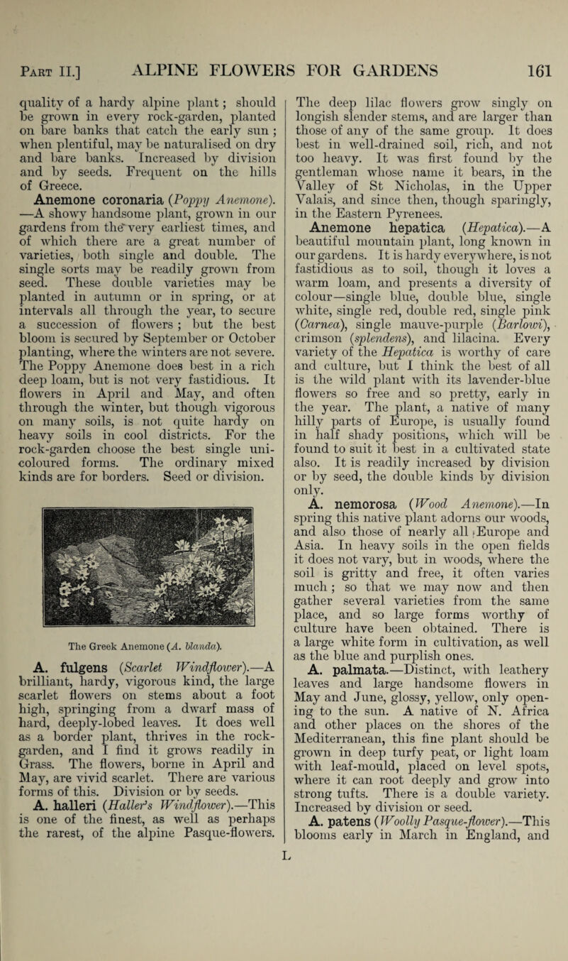 quality of a hardy alpine plant; should he grown in every rock-garden, planted on bare banks that catch the early sun ; when plentiful, may be naturalised on dry and bare banks. Increased by division and by seeds. Frequent on the hills of Greece. Anemone coronaria (Poppy Anemone). —A showy handsome plant, grown in our gardens from the' very earliest times, and of which there are a great number of varieties, both single and double. The single sorts may be readily grown from seed. These double varieties may be planted in autumn or in spring, or at intervals all through the year, to secure a succession of flowers ; but the best bloom is secured by September or October planting, where the winters are not severe. The Poppy Anemone does best in a rich deep loam, but is not very fastidious. It flowers in April and May, and often through the winter, but though vigorous on many soils, is not quite hardy on heavy soils in cool districts. For the rock-garden choose the best single uni- coloured forms. The ordinary mixed kinds are for borders. Seed or division. The Greek Anemone (A. Uanda). A. fulgens (Scarlet Windflower).—A brilliant, hardy, vigorous kind, the large scarlet flowers on stems about a foot high, springing from a dwarf mass of hard, deeply-lobed leaves. It does well as a border plant, thrives in the rock- garden, and I find it grows readily in Grass. The flowers, borne in April and May, are vivid scarlet. There are various forms of this. Division or by seeds. A. halleri (Haller’s Windflower).—This is one of the finest, as well as perhaps the rarest, of the alpine Pasque-flowers. The deep lilac flowers grow singly on longish slender stems, and are larger than those of any of the same group. It does best in well-drained soil, rich, and not too heavy. It was first found by the gentleman whose name it bears, in the Valley of St Nicholas, in the Upper Valais, and since then, though sparingly, in the Eastern Pyrenees. Anemone hepatica (Hepatica).—A beautiful mountain plant, long known in our gardens. It is hardy everywhere, is not fastidious as to soil, though it loves a warm loam, and presents a diversity of colour—single blue, double blue, single white, single red, double red, single pink (Garnea), single mauve-purple (Barlowi), crimson (splendens), and lilacina. Every variety of the Hepatica is worthy of care and culture, but I think the best of all is the wild plant with its lavender-blue flowers so free and so pretty, early in the year. The plant, a native of many hilly parts of Europe, is usually found in half shady positions, which will be found to suit it best in a cultivated state also. It is readily increased by division or by seed, the double kinds by division only. A. nemorosa (Wood Anemone).—In spring this native plant adorns our woods, and also those of nearly all > Europe and Asia. In heavy soils in the open fields it does not vary, but in woods, where the soil is gritty and free, it often varies much ; so that we may now and then gather several varieties from the same place, and so large forms worthy of culture have been obtained. There is a large white form in cultivation, as well as the blue and purplish ones. A. palmata.—Distinct, with leathery leaves and large handsome flowers in May and June, glossy, yellow, only open¬ ing to the sun. A native of N. Africa and other places on the shores of the Mediterranean, this fine plant should be grown in deep turfy peat, or light loam with leaf-mould, placed on level spots, where it can root deeply and grow into strong tufts. There is a double variety. Increased by division or seed. A. patens (WoollyPasque-flower).—This blooms early in March in England, and