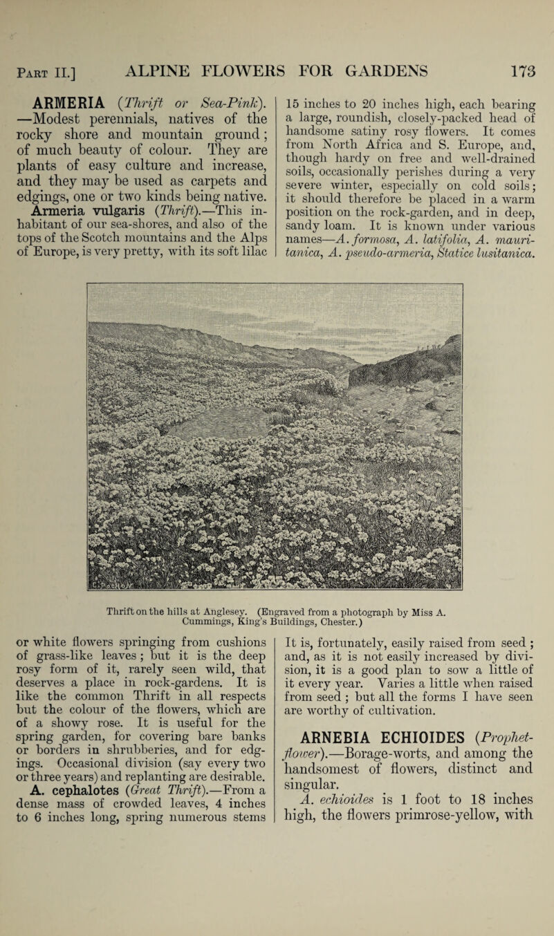 ARMERIA (Thi *ift or Sea-Pink). —Modest perennials, natives of the rocky shore and mountain ground; of much beauty of colour. They are plants of easy culture and increase, and they may be used as carpets and edgings, one or two kinds being native. Armeria vulgaris {Thrift).—This in¬ habitant of our sea-shores, and also of the tops of the Scotch mountains and the Alps of Europe, is very pretty, with its soft lilac 15 inches to 20 inches high, each bearing a large, roundish, closely-packed head of handsome satiny rosy flowers. It comes from North Africa and S. Europe, and, though hardy on free and well-drained soils, occasionally perishes during a very severe winter, especially on cold soils; it should therefore be placed in a warm position on the rock-garden, and in deep, sandy loam. It is known under various names—A. formosa, A. latifolia, A. mauri- tanica, A. jpseudo-armeria, Statice lusitanica. Thrift on the hills at Anglesey. (Engraved from a photograph by Miss A. Cummings, King’s Buildings, Chester.) or white flowers springing from cushions of grass-like leaves ; but it is the deep rosy form of it, rarely seen wild, that deserves a place in rock-gardens. It is like the common Thrift in all respects but the colour of the flowers, which are of a showy rose. It is useful for the spring garden, for covering bare banks or borders in shrubberies, and for edg¬ ings. Occasional division (say every two or three years) and replanting are desirable. A. cephalotes {Great Thrift).—From a dense mass of crowded leaves, 4 inches to 6 inches long, spring numerous stems It is, fortunately, easily raised from seed ; and, as it is not easily increased by divi¬ sion, it is a good plan to sow a little of it every year. Varies a little when raised from seed ; but all the forms I have seen are worthy of cultivation. ARNEBIA ECHIOIDES {Prophet- flower).—Borage-worts, and among the handsomest of flowers, distinct and singular. A. echioides is 1 foot to 18 inches high, the flowers primrose-yellow, with