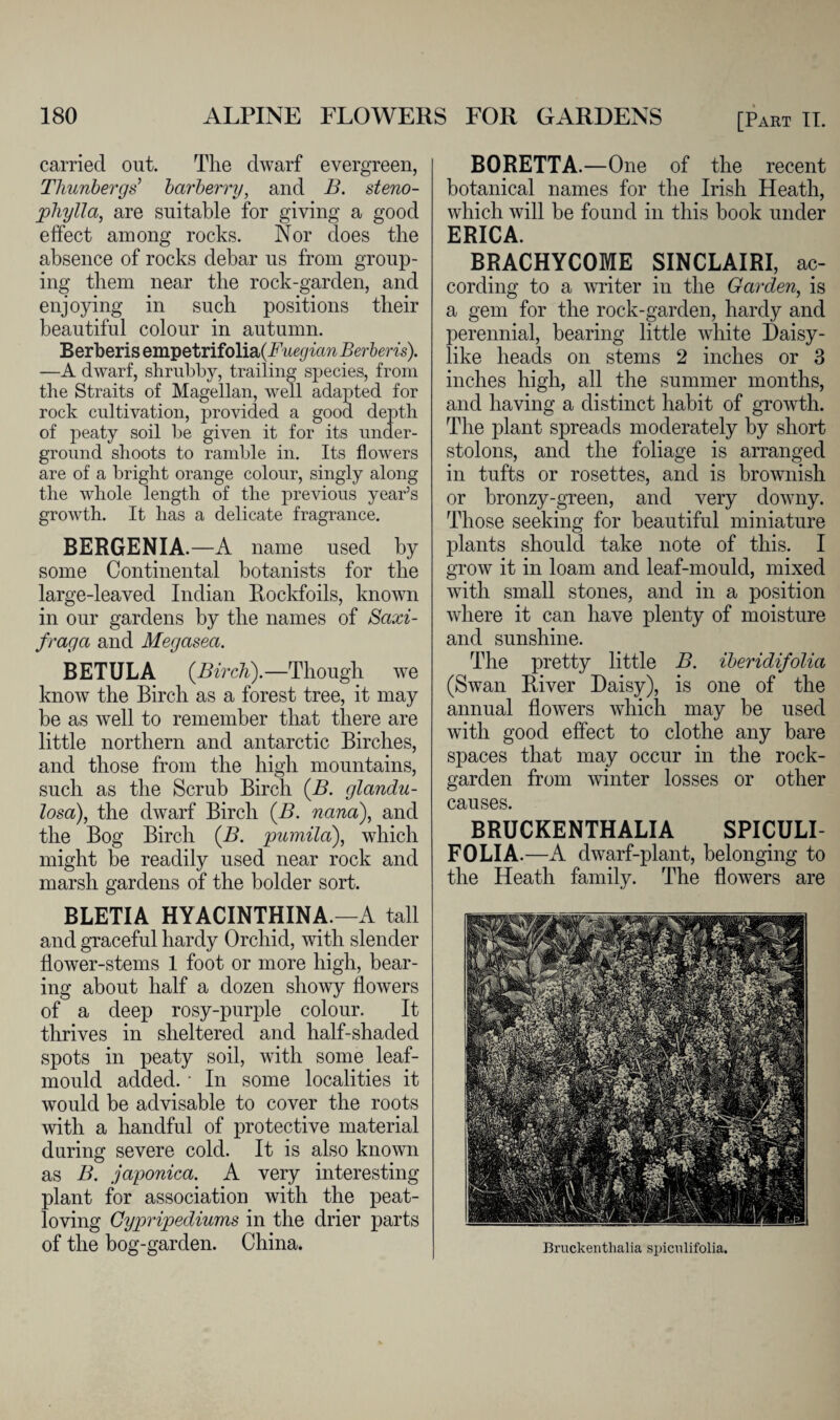 carried out. The dwarf evergreen, Thunbergs’ barberry, and B. steno- phylla, are suitable for giving a good effect among rocks. Nor does the absence of rocks debar us from group¬ ing them near the rock-garden, and enjoying in such positions their beautiful colour in autumn. Berberis empetrifolia (Fuegian Berberis). —A dwarf, shrubby, trailing species, from the Straits of Magellan, well adapted for rock cultivation, provided a good depth of peaty soil be given it for its under¬ ground shoots to ramble in. Its flowers are of a bright orange colour, singly along the whole length of the previous year’s growth. It has a delicate fragrance. BERGENIA.—A name used by some Continental botanists for the large-leaved Indian Rockfoils, known in our gardens by the names of Saxi- fraga and Megasea. BETULA (Birch).—Though we know the Birch as a forest tree, it may be as well to remember that there are little northern and antarctic Birches, and those from the high mountains, such as the Scrub Birch (B. glandu- losa), the dwarf Birch (B. nana), and the Bog Birch (B. pumila), which might be readily used near rock and marsh gardens of the bolder sort. BLETIA HYACINTHINA — A tall and graceful hardy Orchid, with slender flower-stems 1 foot or more high, bear¬ ing about half a dozen showy flowers of a deep rosy-purple colour. It thrives in sheltered and half-shaded spots in peaty soil, with some leaf- mould added. • In some localities it would be advisable to cover the roots with a handful of protective material during severe cold. It is also known as B. japonica. A very interesting plant for association with the peat- loving Cypripediums in the drier parts of the bog-garden. China. BORETTA.—One of the recent botanical names for the Irish Heath, which will be found in this book under ERICA. BRACHYCOME SINCLAIRI, ac¬ cording to a writer in the Garden, is a gem for the rock-garden, hardy and perennial, bearing little white Daisy¬ like heads on stems 2 inches or 3 inches high, all the summer months, and having a distinct habit of growth. The plant spreads moderately by short stolons, and the foliage is arranged in tufts or rosettes, and is brownish or bronzy-green, and very downy. Those seeking for beautiful miniature plants should take note of this. I grow it in loam and leaf-mould, mixed with small stones, and in a position where it can have plenty of moisture and sunshine. The pretty little B. iberidifolia (Swan River Daisy), is one of the annual flowers which may be used with good effect to clothe any bare spaces that may occur in the rock- garden from winter losses or other causes. BRUCKENTHALIA SPICULI- FOLIA.—A dwarf-plant, belonging to the Heath family. The flowers are Bruckenthalia spiculifolia.