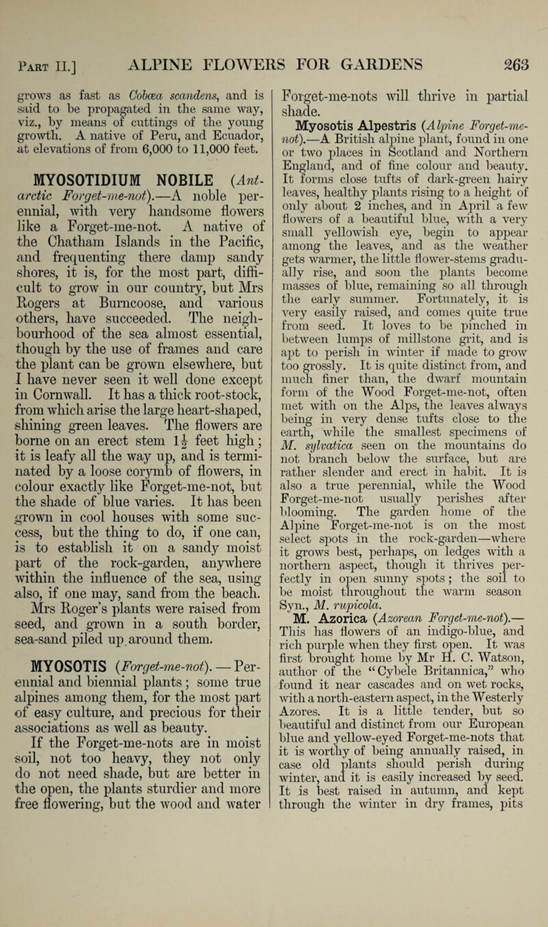 grows as fast as Cobcea scandens, and is said to be propagated in the same way, viz., by means of cuttings of the young growth. A native of Peru, and Ecuador, at elevations of from 6,000 to 11,000 feet. MY0S0TIDIUM NOBILE (Ant¬ arctic Forget-me-not).—A noble per¬ ennial, with very handsome flowers like a Forget-me-not. A native of the Chatham Islands in the Pacific, and frequenting there damp sandy shores, it is, for the most part, diffi¬ cult to grow in our country, but Mrs Rogers at Burncoose, and various others, have succeeded. The neigh¬ bourhood of the sea almost essential, though by the use of frames and care the plant can be grown elsewhere, but I have never seen it well done except in Cornwall. It has a thick root-stock, from which arise the large heart-shaped, shining green leaves. The flowers are borne on an erect stem 1^ feet high; it is leafy all the way up, and is termi¬ nated by a loose corymb of flowers, in colour exactly like Forget-me-not, but the shade of blue varies. It has been grown in cool houses with some suc¬ cess, but the thing to do, if one can, is to establish it on a sandy moist part of the rock-garden, anywhere within the influence of the sea, using also, if one may, sand from the beach. Mrs Roger’s plants were raised from seed, and grown in a south border, sea-sand piled up. around them. MYOSOTIS (Forget-me-not). — Per¬ ennial and biennial plants ; some true alpines among them, for the most part of easy culture, and precious for their associations as well as beauty. If the Forget-me-nots are in moist soil, not too heavy, they not only do not need shade, but are better in the open, the plants sturdier and more free flowering, but the wood and water Forget-me-nots will thrive in partial shade. Myosotis Alpestris (Alpine Forget-me- not).—A British alpine plant, found in one or two places in Scotland and Northern England, and of fine colour and beauty. It forms close tufts of dark-green hairy leaves, healthy plants rising to a height of only about 2 inches, and in April a few flowers of a beautiful blue, with a very small yellowish eye, begin to appear among the leaves, and as the weather gets warmer, the little flower-stems gradu¬ ally rise, and soon the plants become masses of blue, remaining so all through the early summer. Fortunately, it is very easily raised, and comes quite true from seed. It loves to be pinched in between lumps of millstone grit, and is apt to perish in winter if made to grow too grossly. It is quite distinct from, and much finer than, the dwarf mountain form of the Wood Forget-me-not, often met with on the Alps, the leaves always being in very dense tufts close to the earth, while the smallest specimens of M. sylvatica seen on the mountains do not branch below the surface, but are rather slender and erect in habit. It is also a true perennial, while the Wood Forget-me-not usually perishes after blooming. The garden home of the Alpine Forget-me-not is on the most select spots in the rock-garden—where it grows best, perhaps, on ledges with a northern aspect, though it thrives per¬ fectly in open sunny spots ; the soil to be moist throughout the warm season Syn., M. rupicolci. M. Azorica (Azorean Forget-me-not).— This lias flowers of an indigo-blue, and rich purple when they first open. It was first brought home by Mr H. C. Watson, author of the “Cybele Britannica,” who found it near cascades and on wet rocks, with a north-eastern aspect, in the Westerly Azores. It is a little tender, but so beautiful and distinct from our European blue and yellow-eyed Forget-me-nots that it is worthy of being annually raised, in case old plants should perish during winter, and it is easily increased by seed. It is best raised in autumn, and kept through the winter in dry frames, pits
